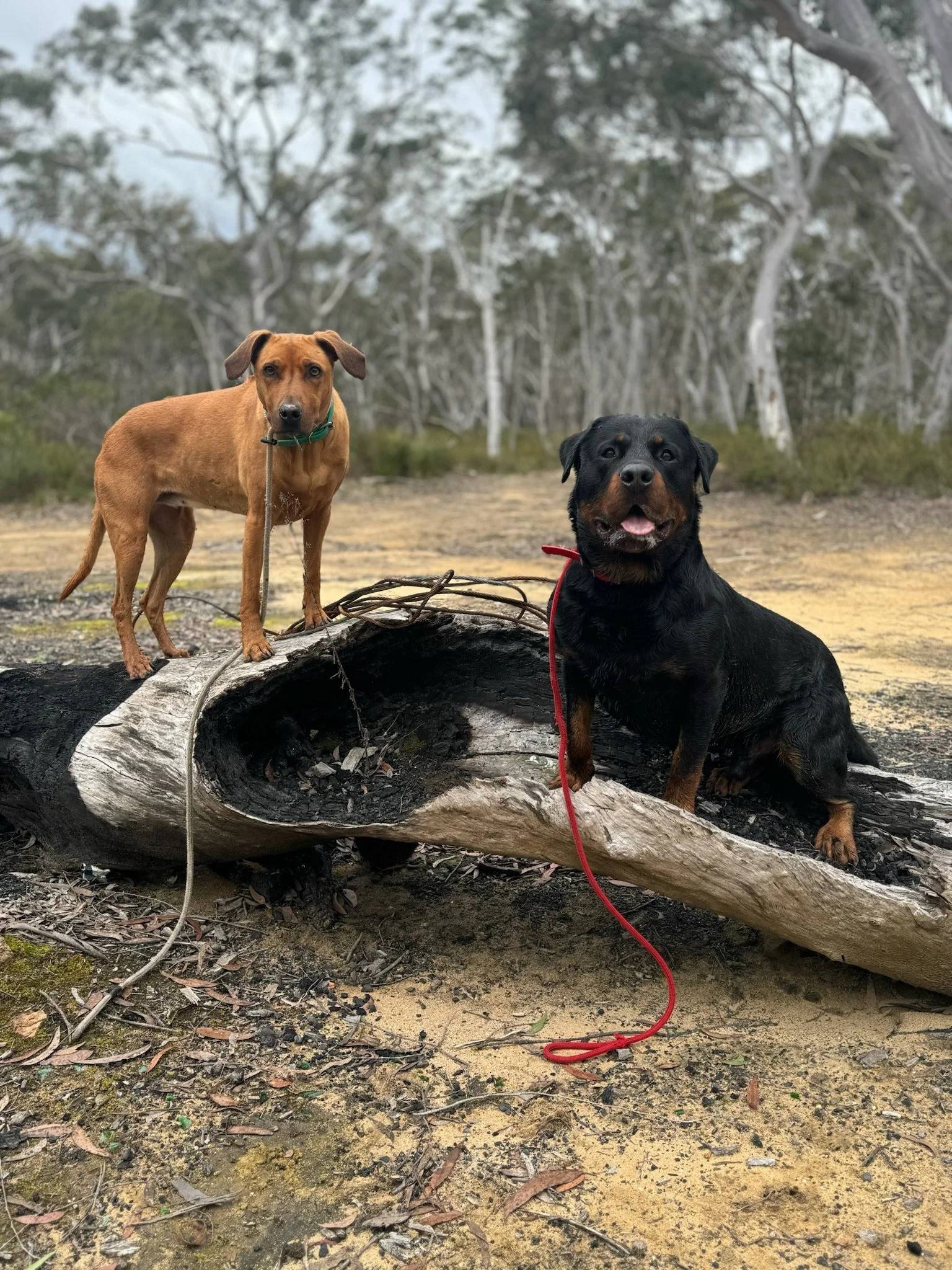 Two dogs standing on a large fallen log in a natural outdoor setting with trees in the background.