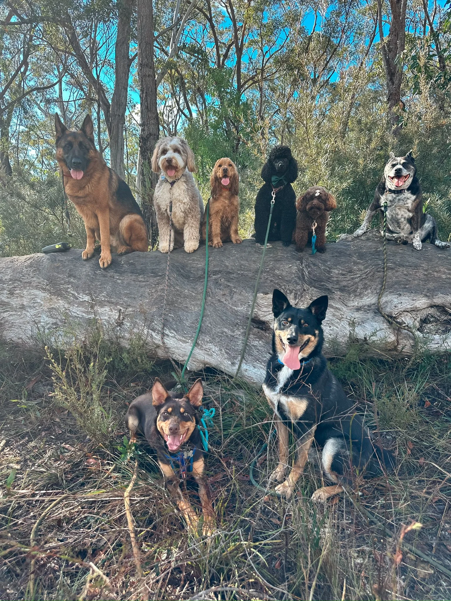 Group of nine dogs of various breeds and sizes on and around a fallen tree in a wooded area on a sunny day.