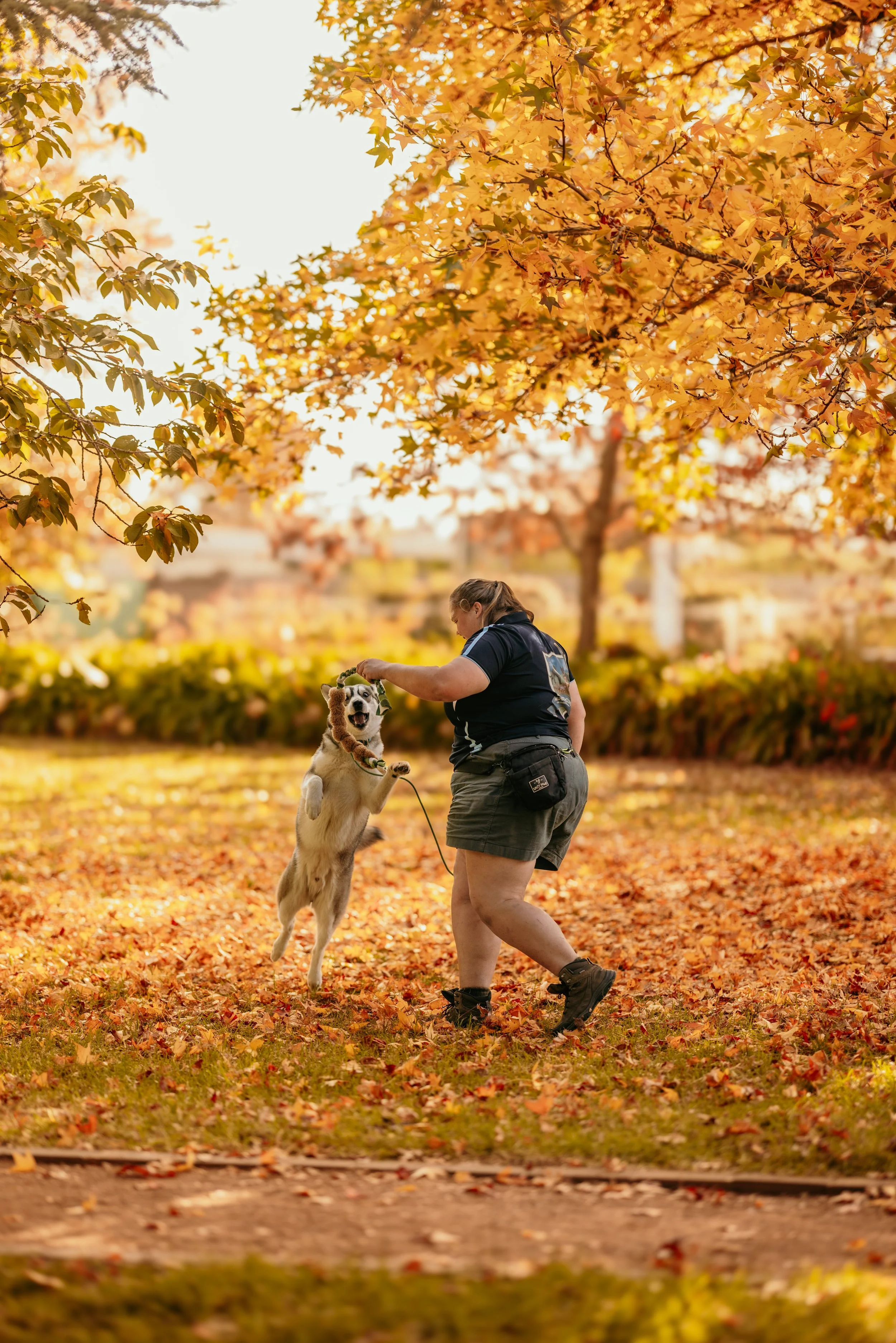 A person playing with a dog in a park during fall, surrounded by orange and yellow leaves on trees and the ground. Southern Highlands, NSW.
