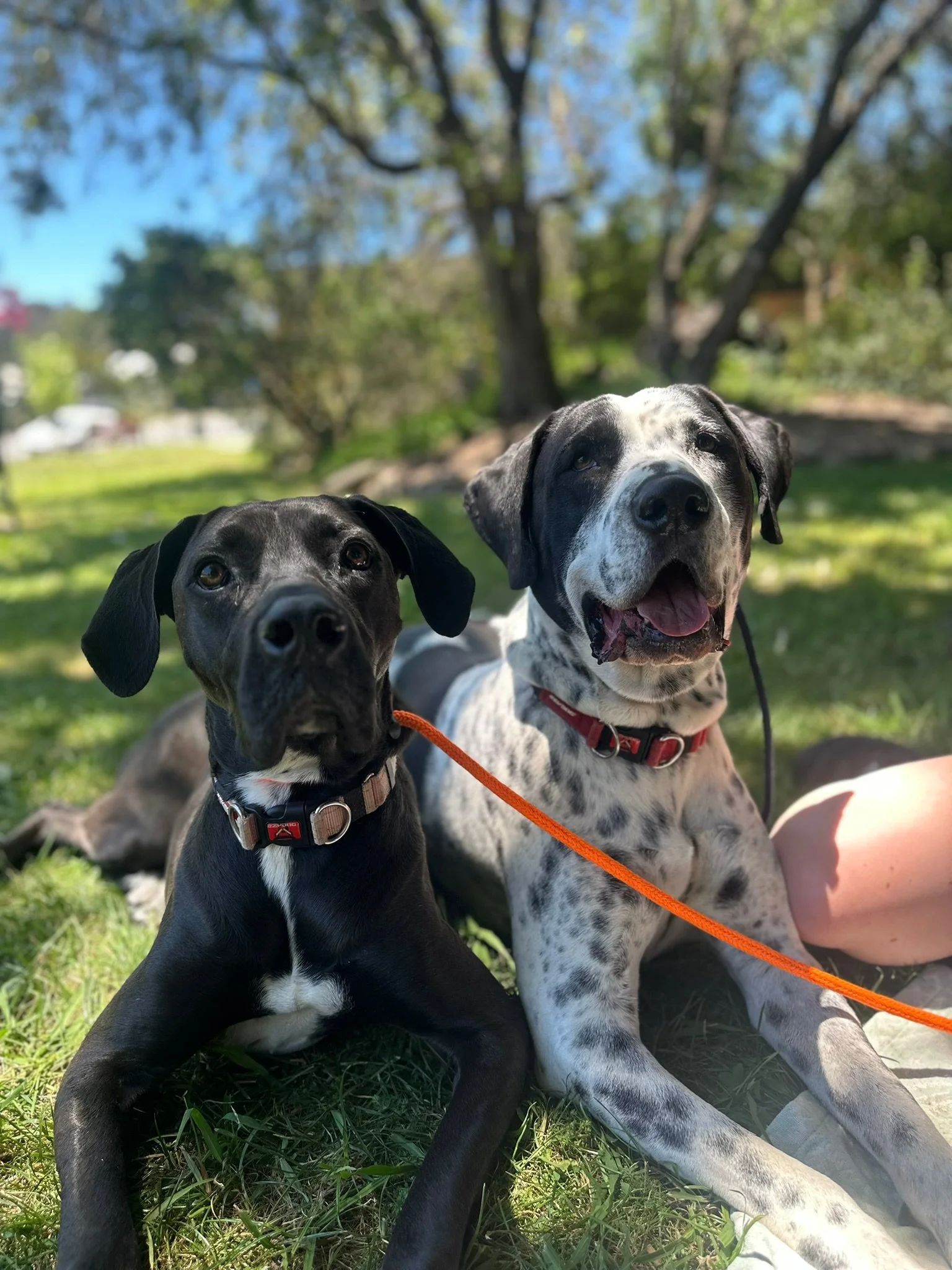 Two dogs lying on grass in a park with trees in the background, one black with a white chest and the other white with black spots, both wearing collars and leashes.