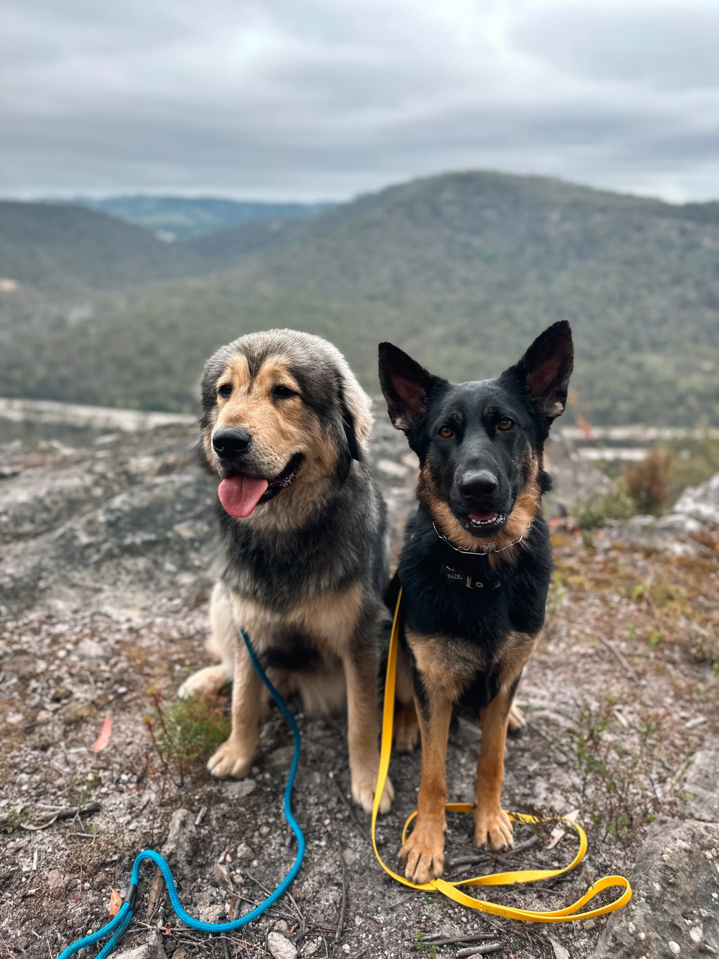 Two dogs, a fluffy gray and tan dog and a black and tan dog with erect ears, sitting on rocky ground outdoors with a mountainous landscape in the background.