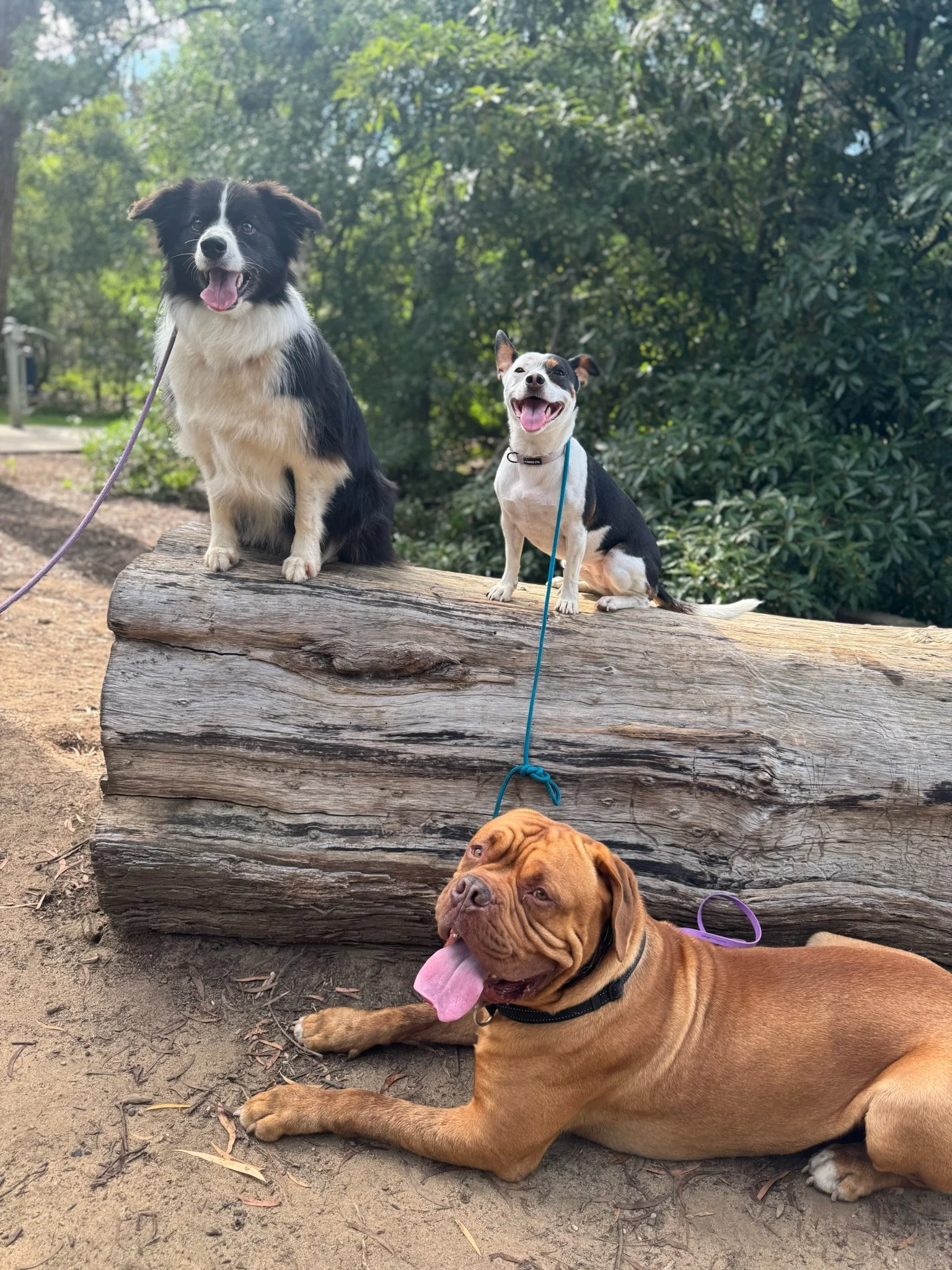 Three dogs on a dirt trail with lush green trees in the background. Two dogs are sitting on a large fallen log. The first is a black and white Border Collie with its mouth open and tongue out, the second is a small black and white dog with one ear up