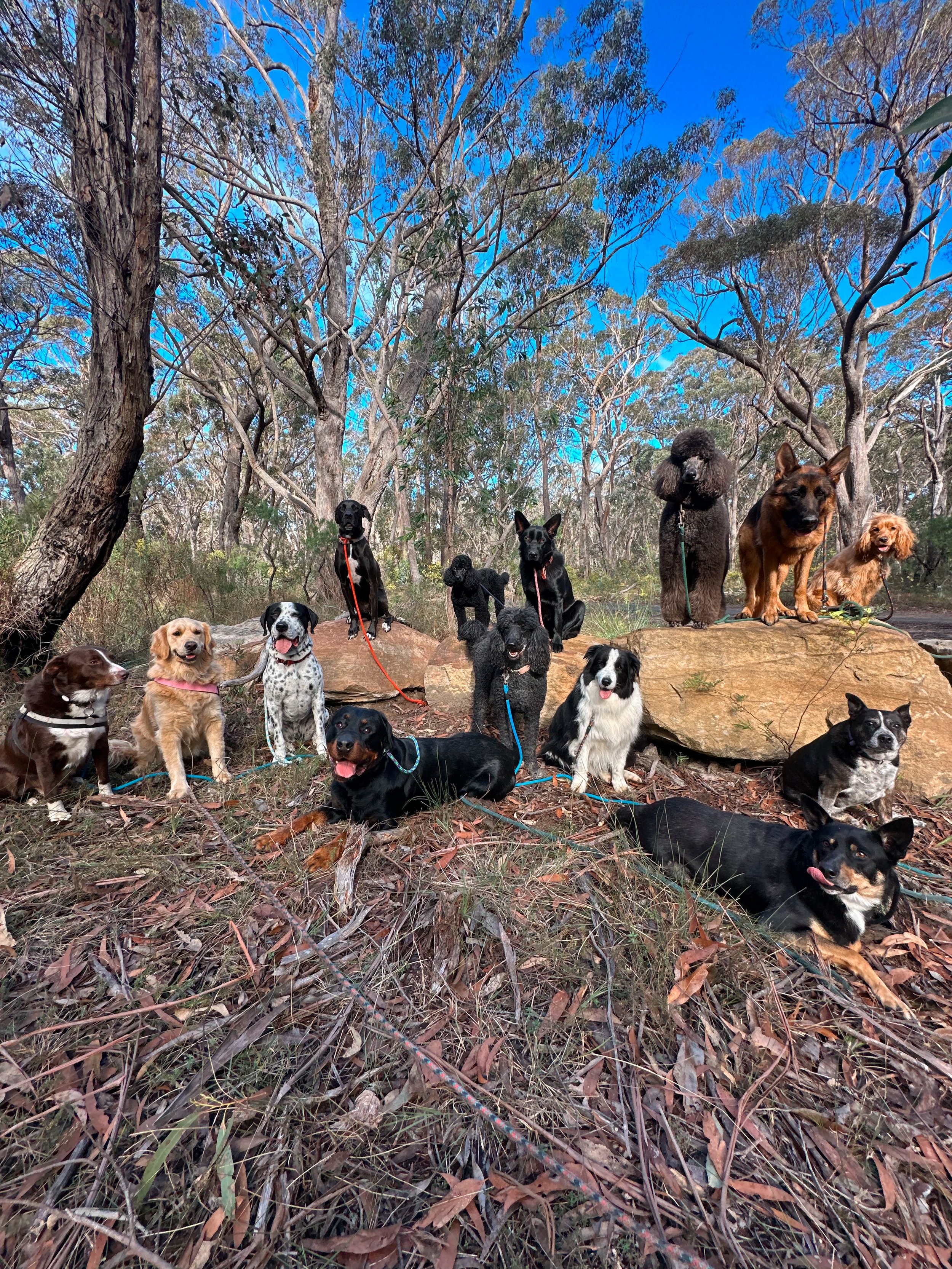 Group of 14 dogs of various breeds sitting and lying on forest ground with trees and blue sky in background.