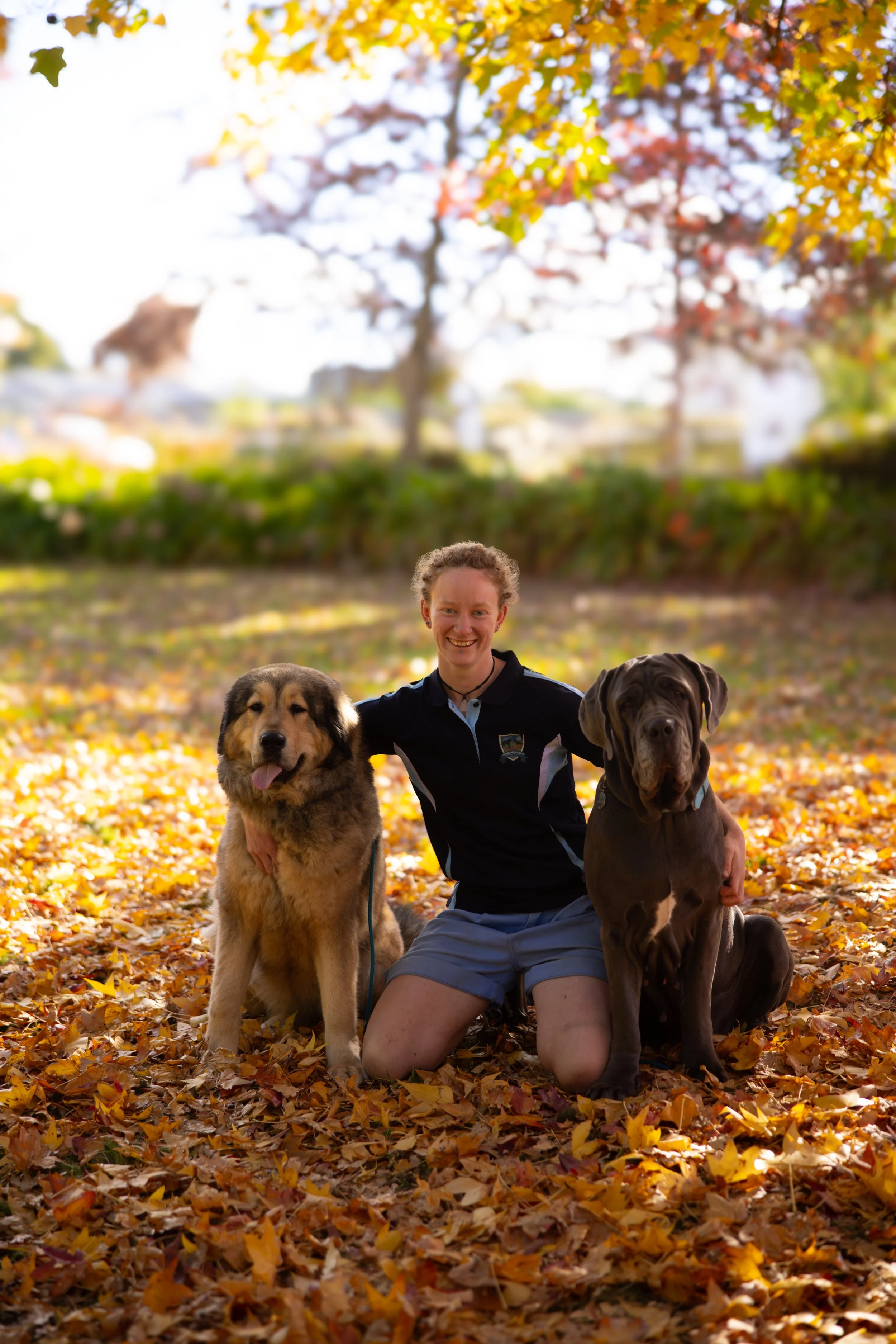 A young man with curly hair, wearing a black jacket, kneeling outdoors in a park with fallen autumn leaves, smiling and posing with two large dogs, one golden retriever and one chocolate Labrador, surrounded by colorful fall foliage.