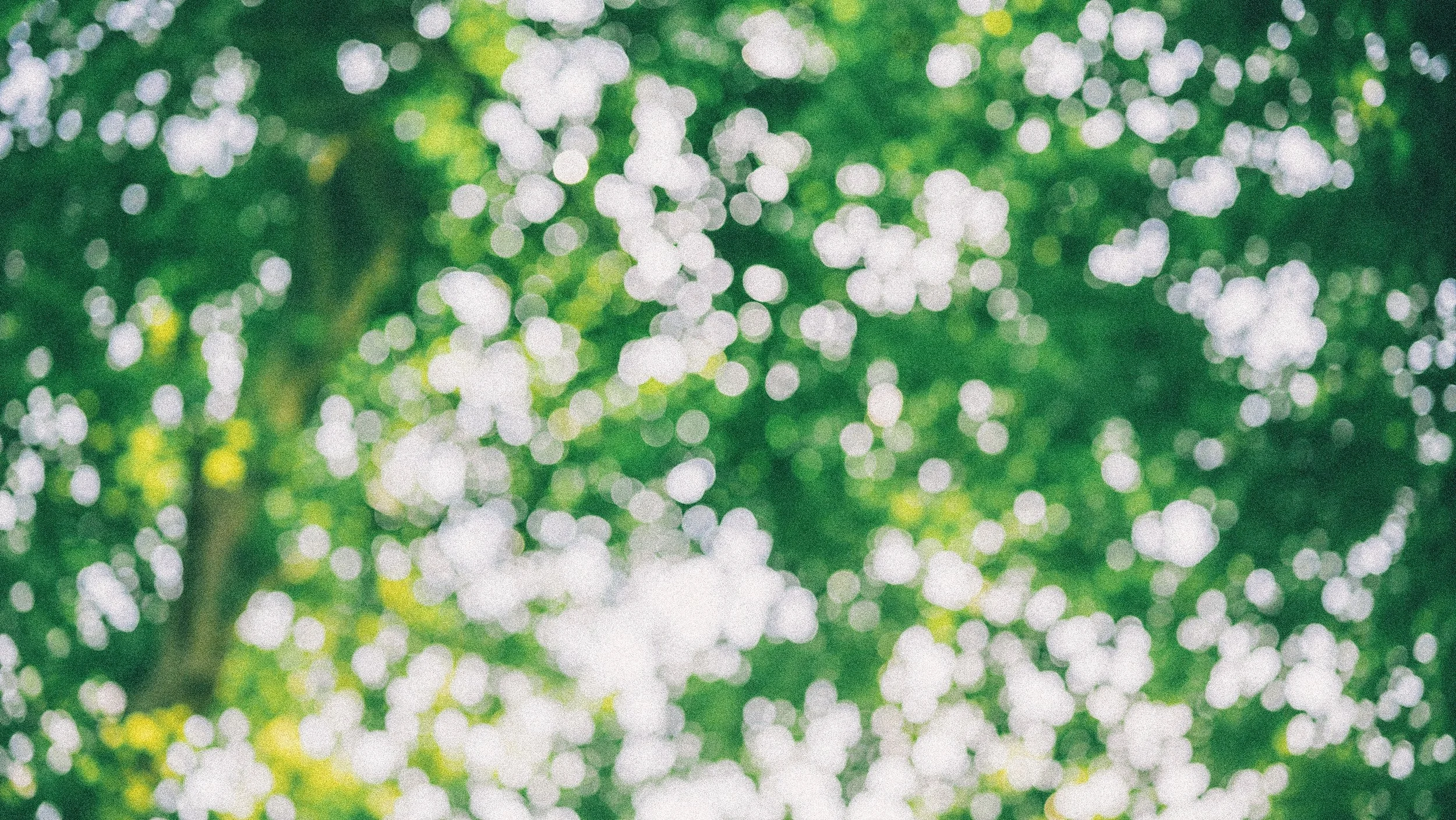 Abstract background of blurred green and white bokeh lights, resembling sunlight filtering through leaves.