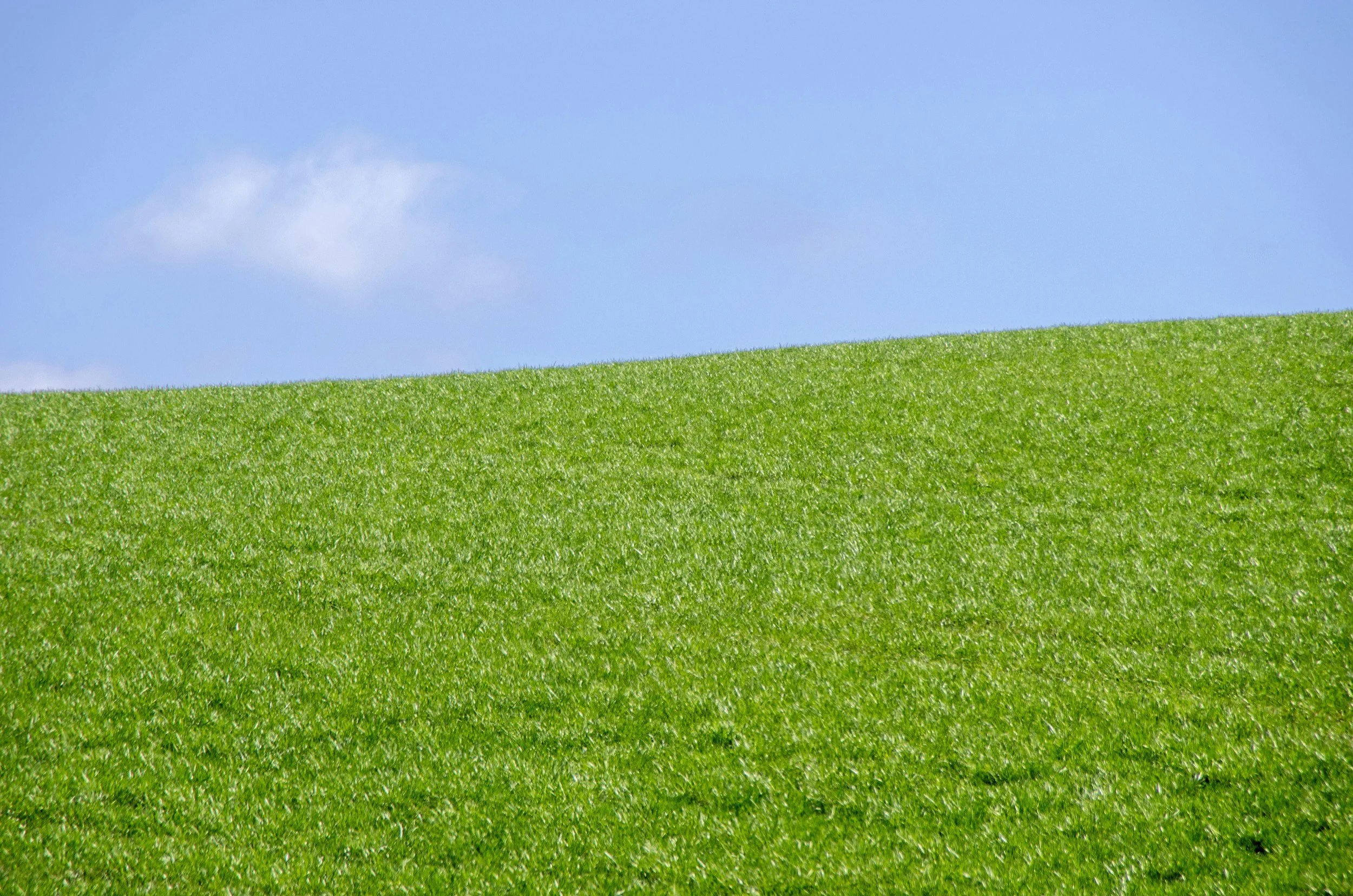 A green grassy field with a blue sky and some white clouds above.