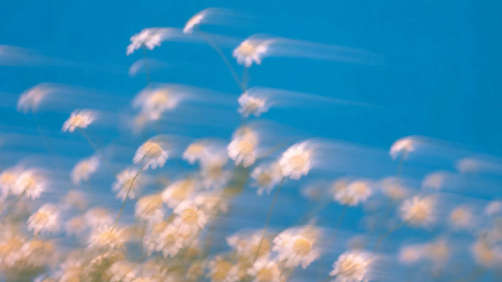 A blurred image of white daisies with yellow centers against a blue sky background.