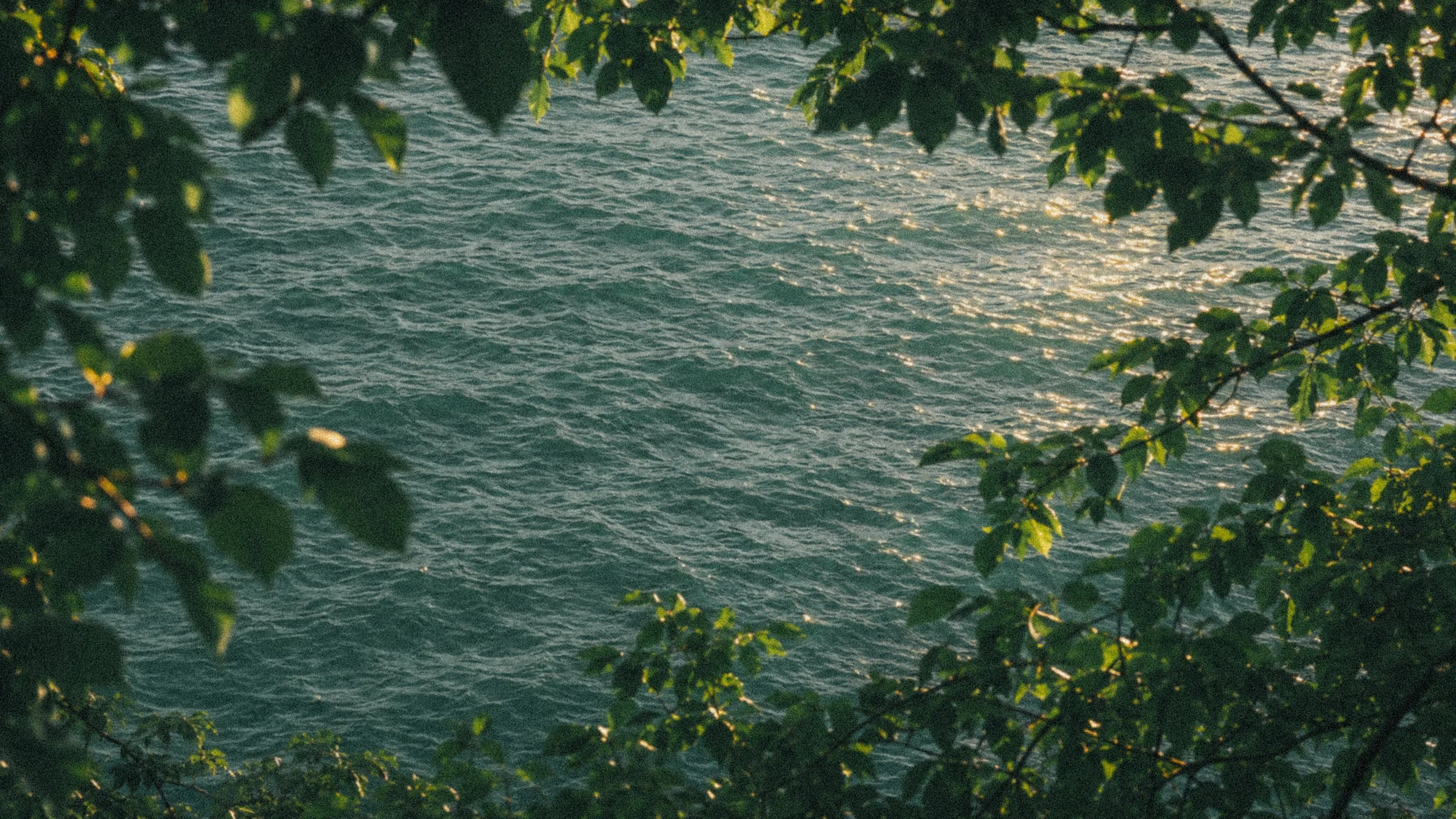 View of a body of water with sunlight reflecting off its surface, partly framed by overhanging green leaves.