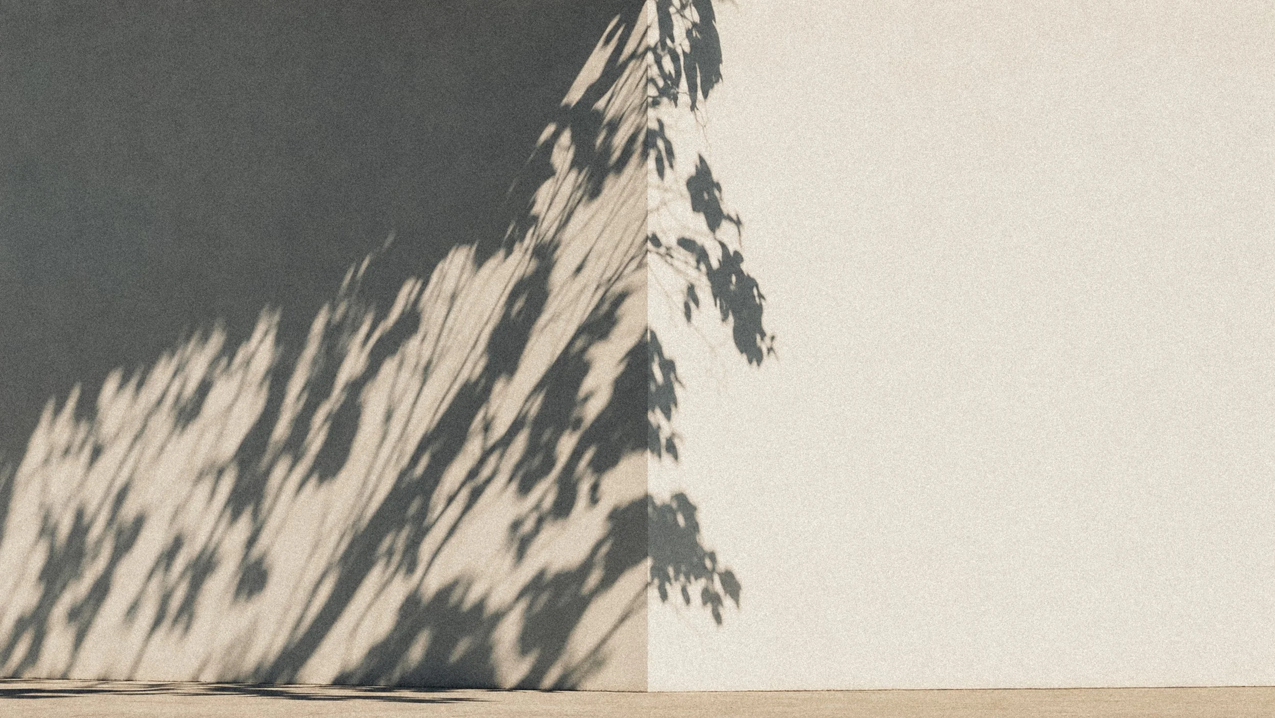 Shadow of plant leaves cast on a plain wall, divided into two sections with different lighting.