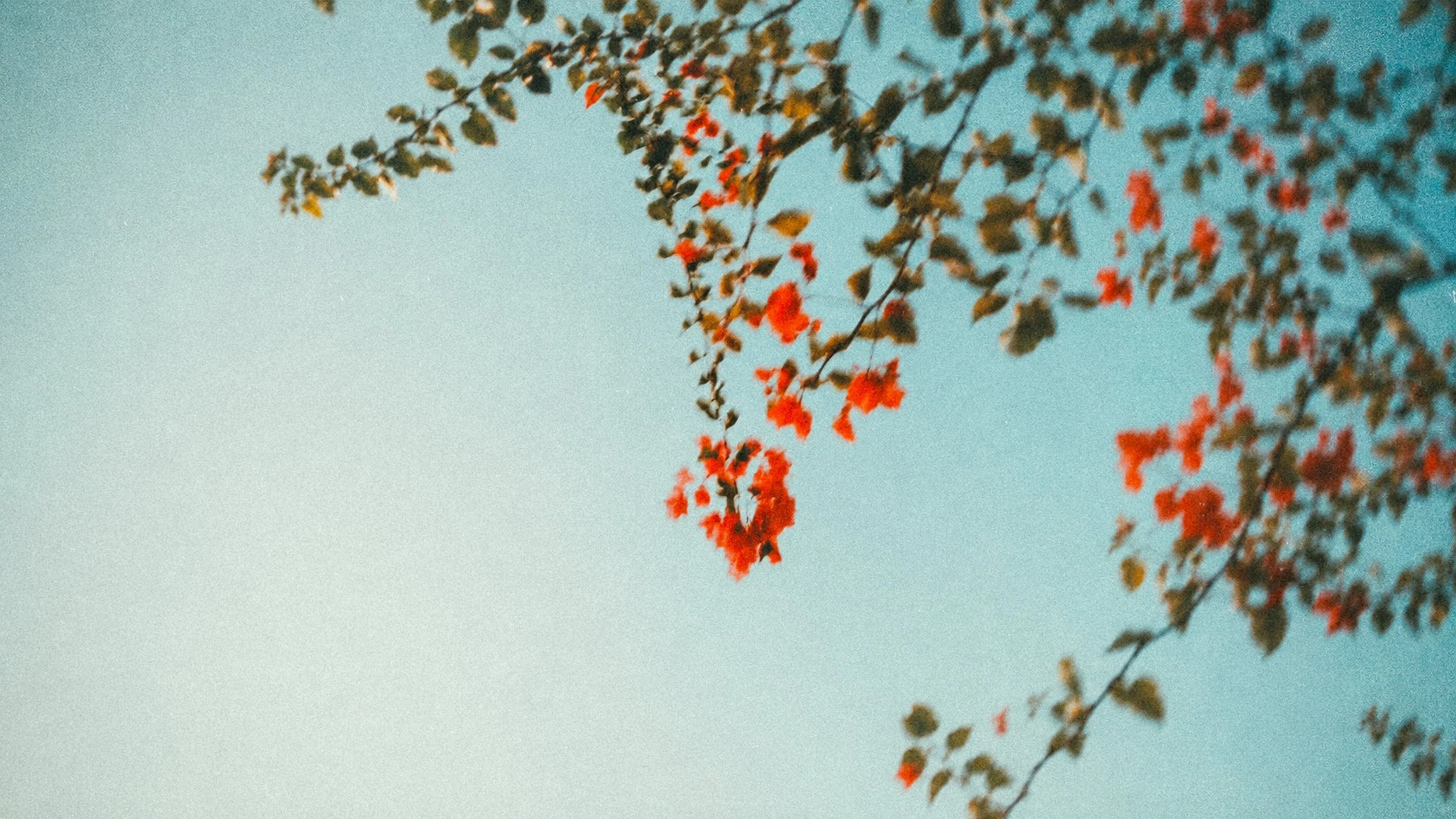 Branch with leaves and red flowers against a pale blue sky.