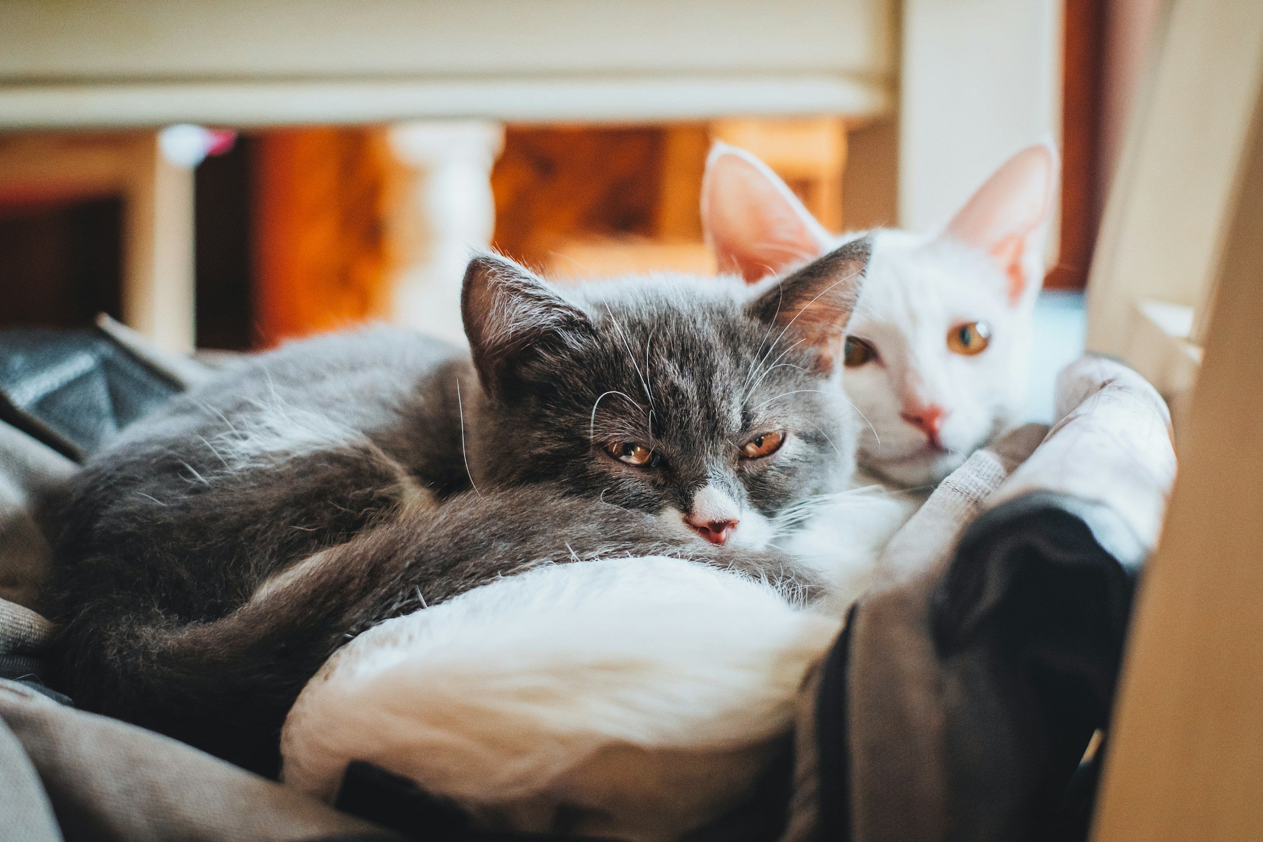 Two cats lying on a blanket, one gray and the other white with orange eyes, under a table.