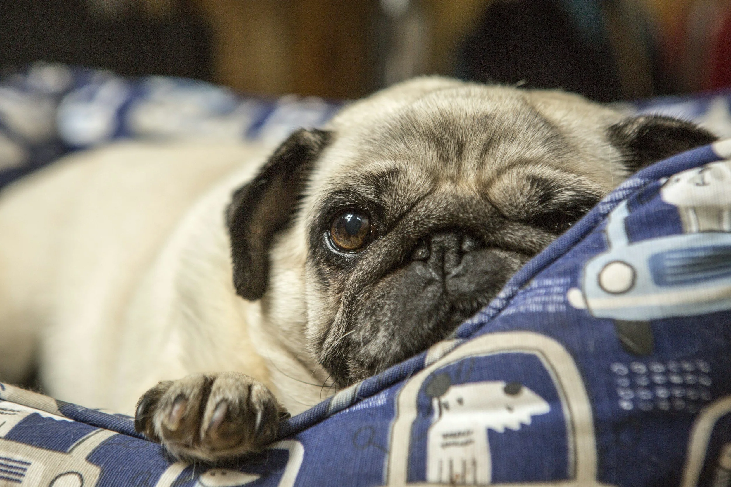 Close-up of a pug puppy with a wrinkled face, resting on a blanket with a blue patterned fabric.