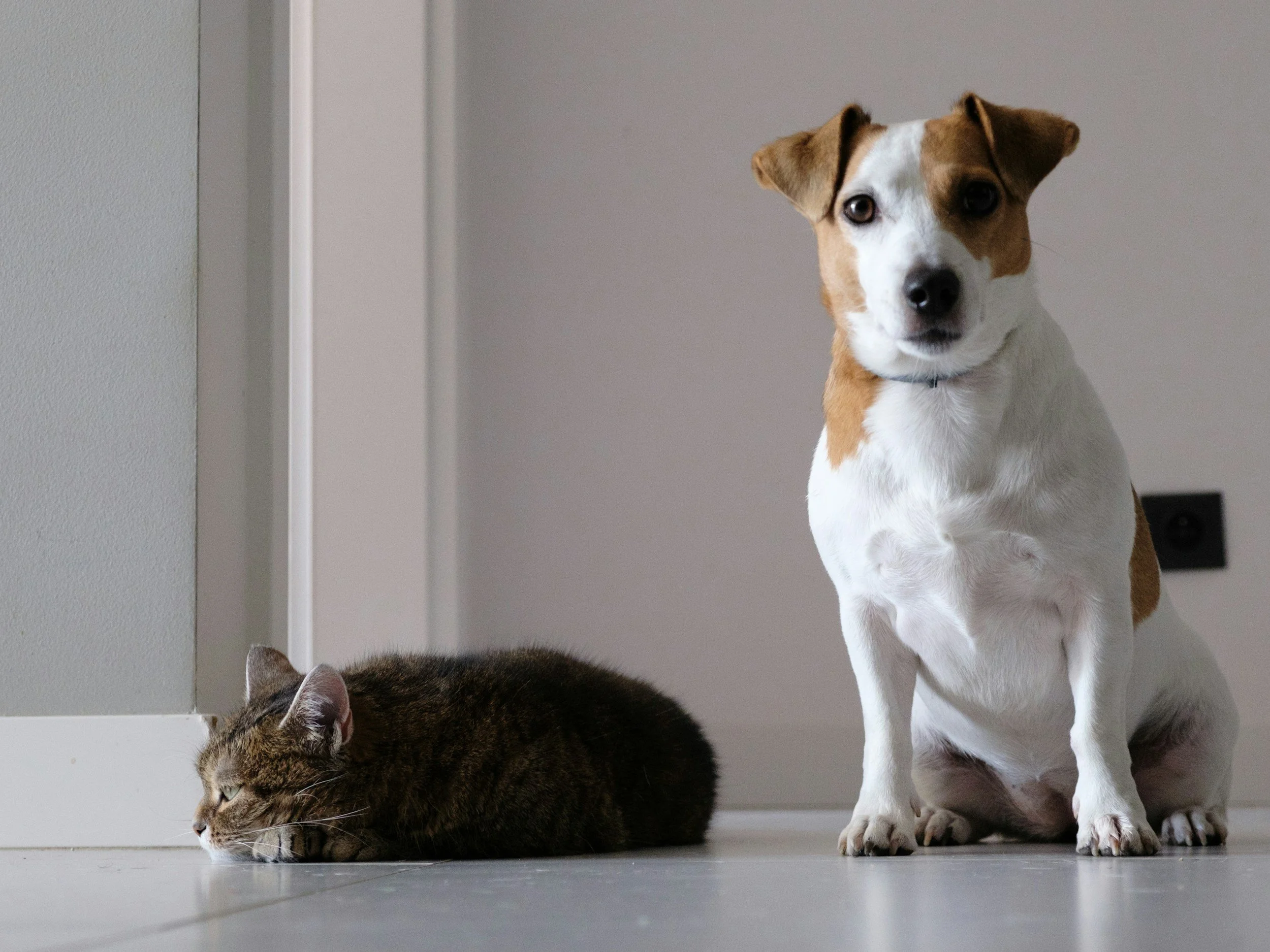 A tabby cat lying on the floor with eyes closed and a brown and white dog sitting nearby, facing forward with ears slightly back, in a minimalist interior setting.