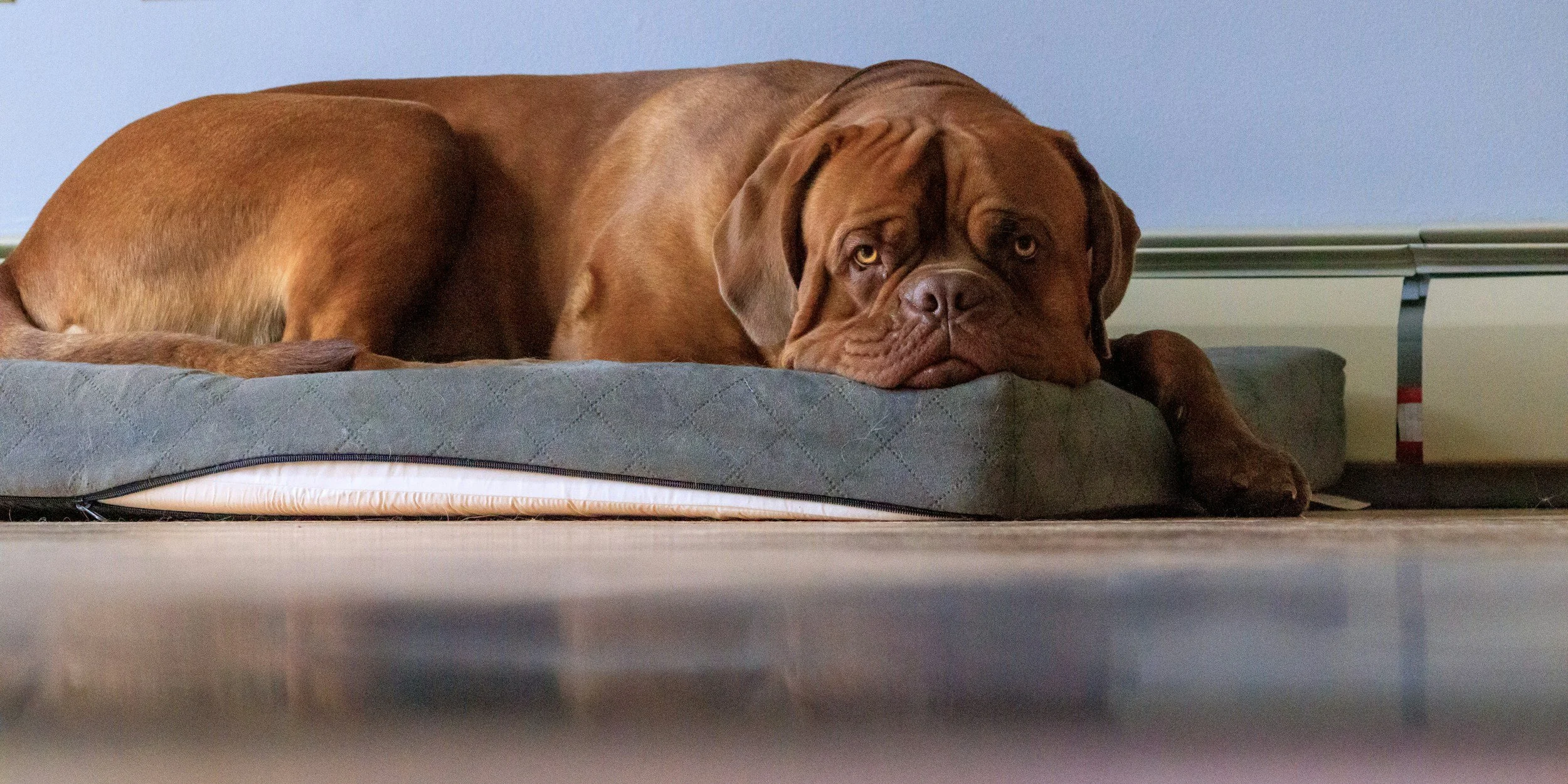 A large brown dog with droopy face and light-colored eyes lying on a mattress in a room with a blue wall and a radiator.