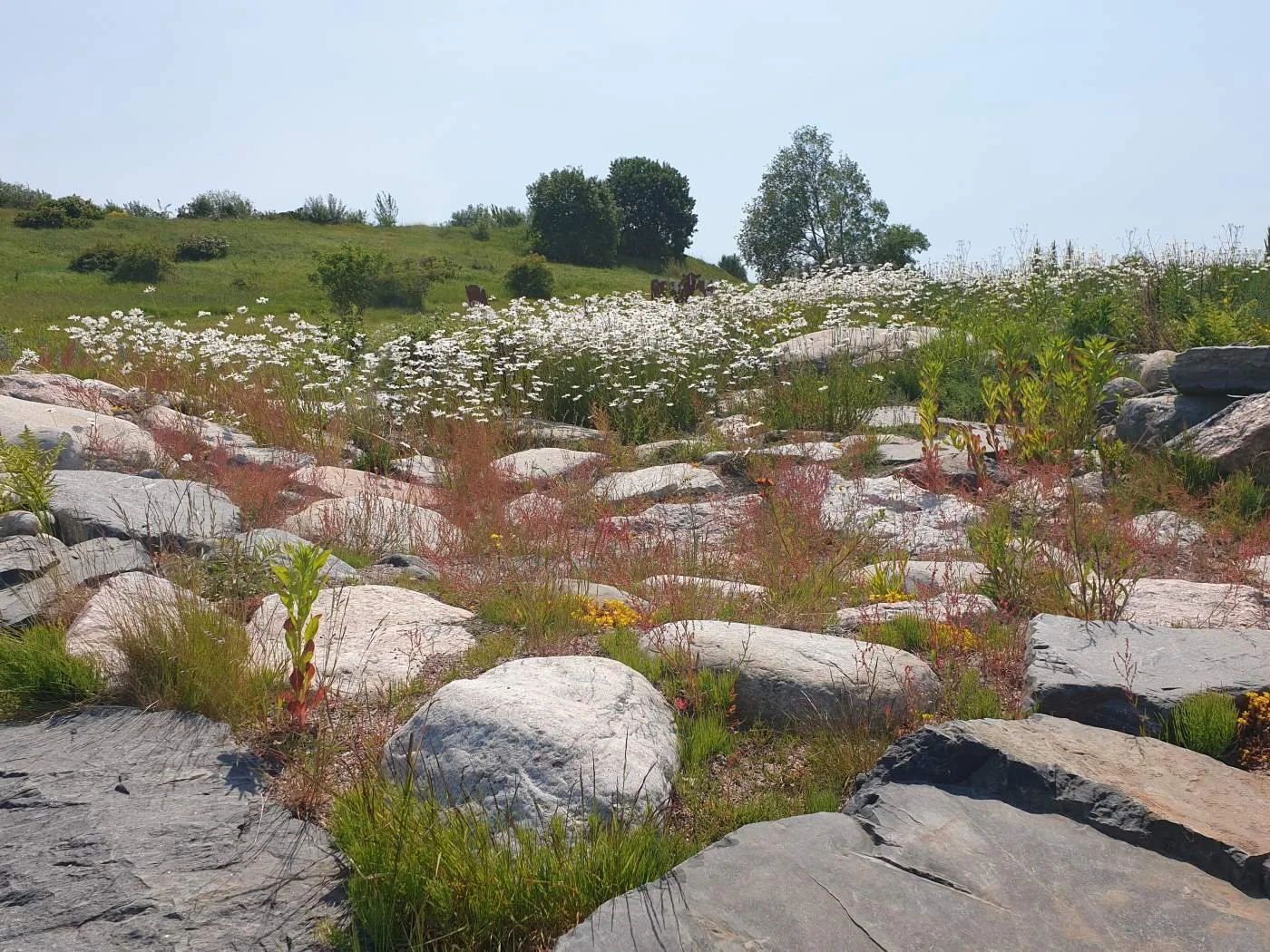 Helsinki Biodiversity guide