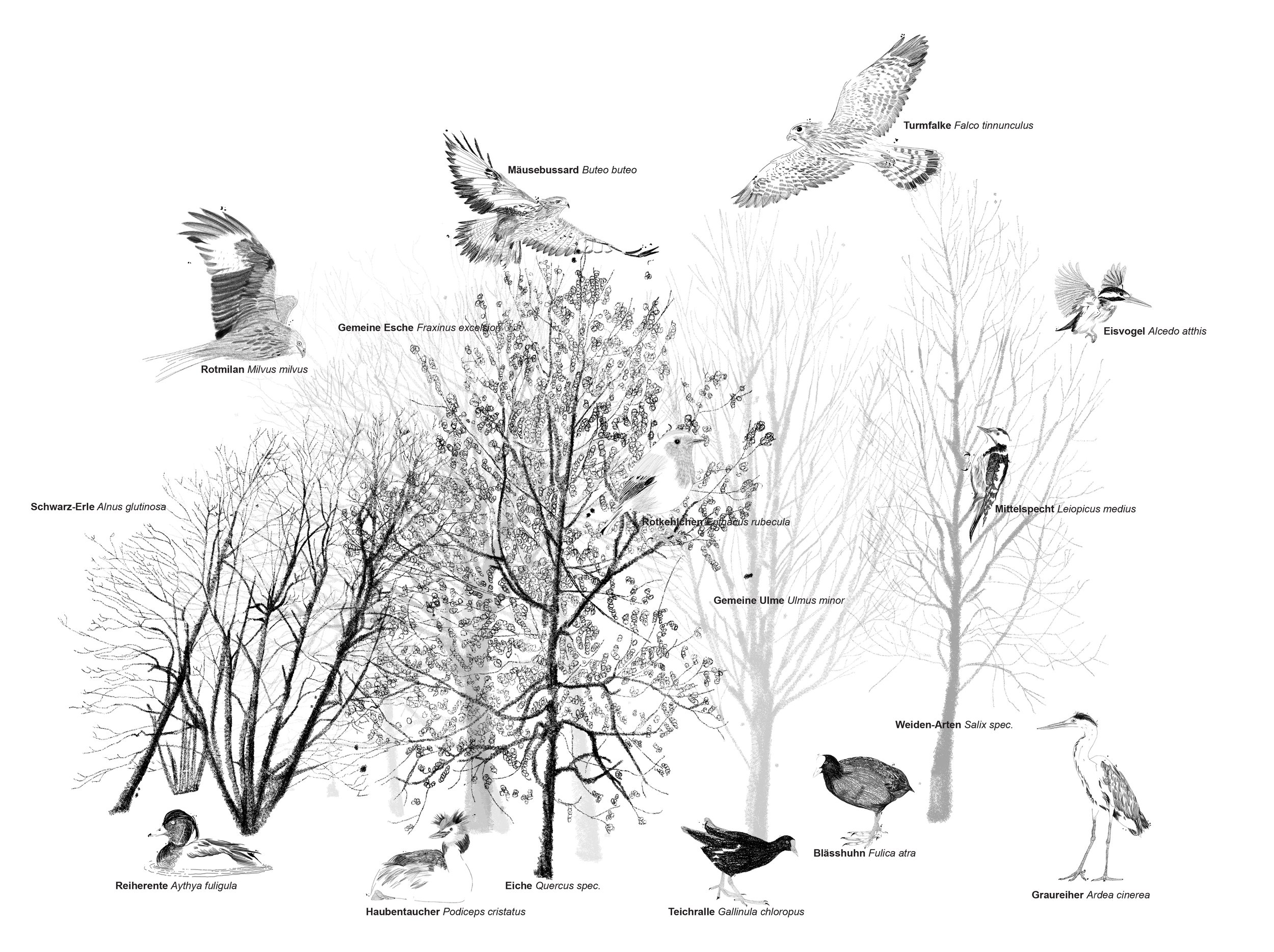 birds.jpg