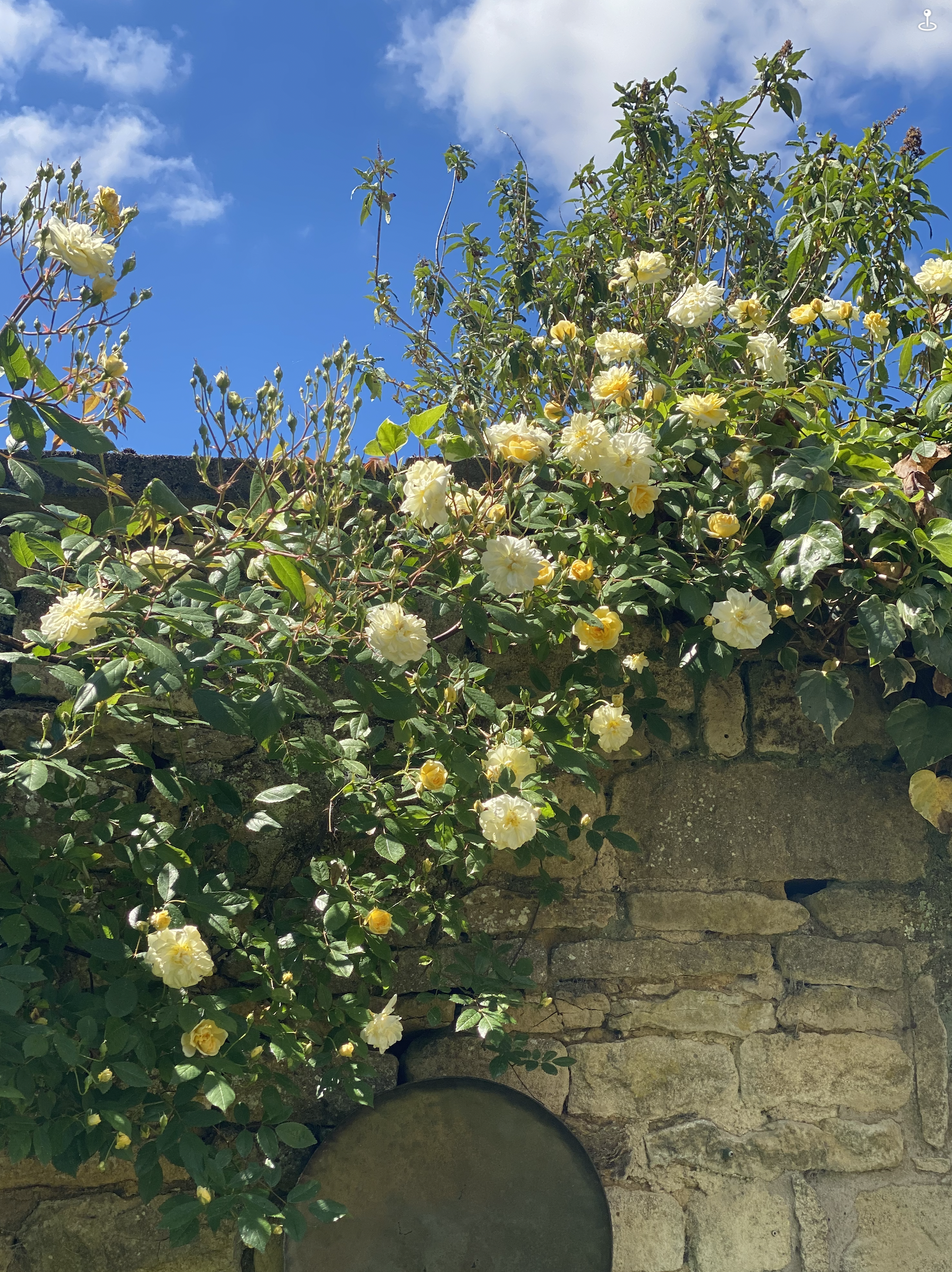 A stone wall with white and yellow flowers growing over it under a blue sky with some clouds.
