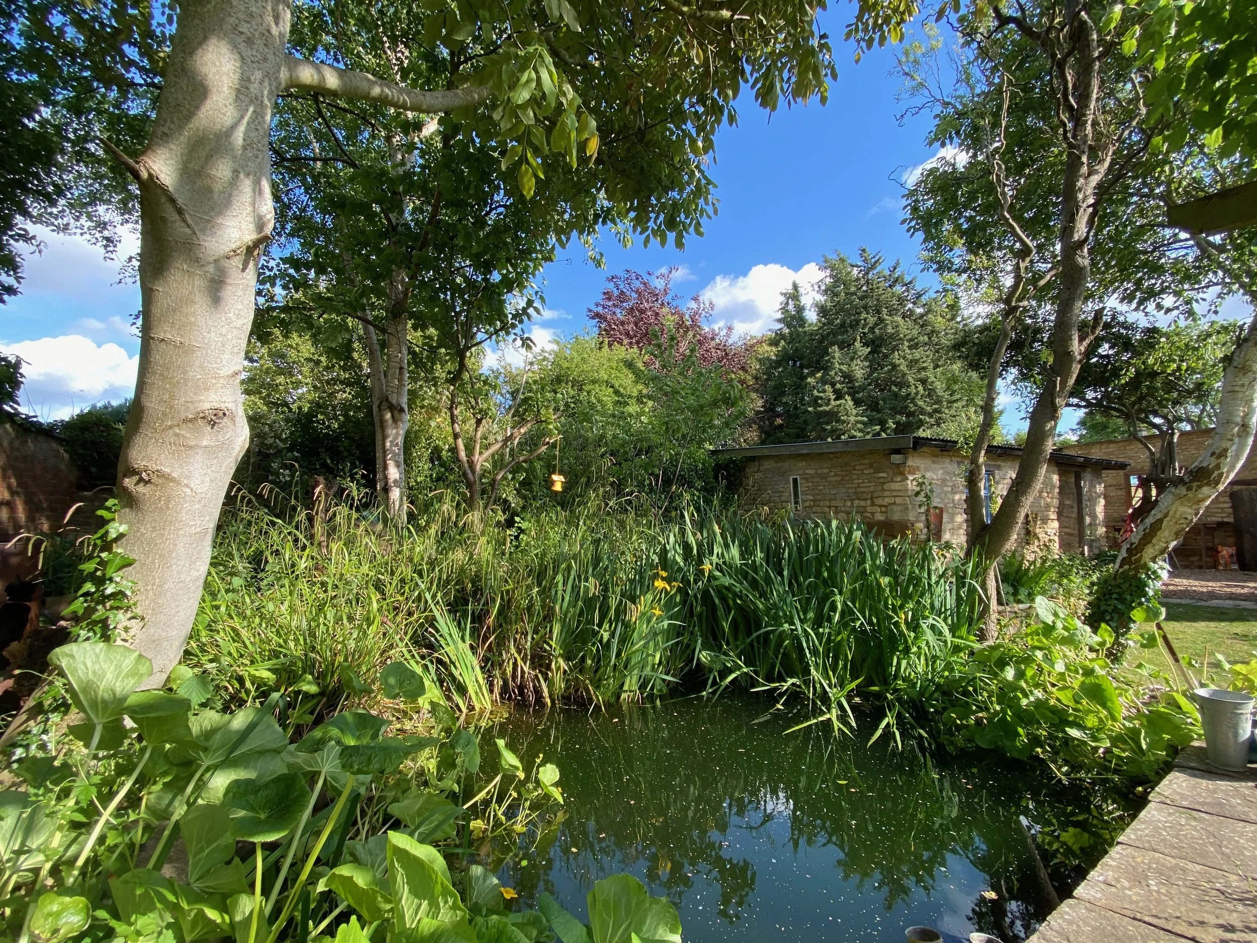 A Mediterranean style garden surrounded by lush green plants and tall trees, with a house in the background under a blue sky with a few clouds.