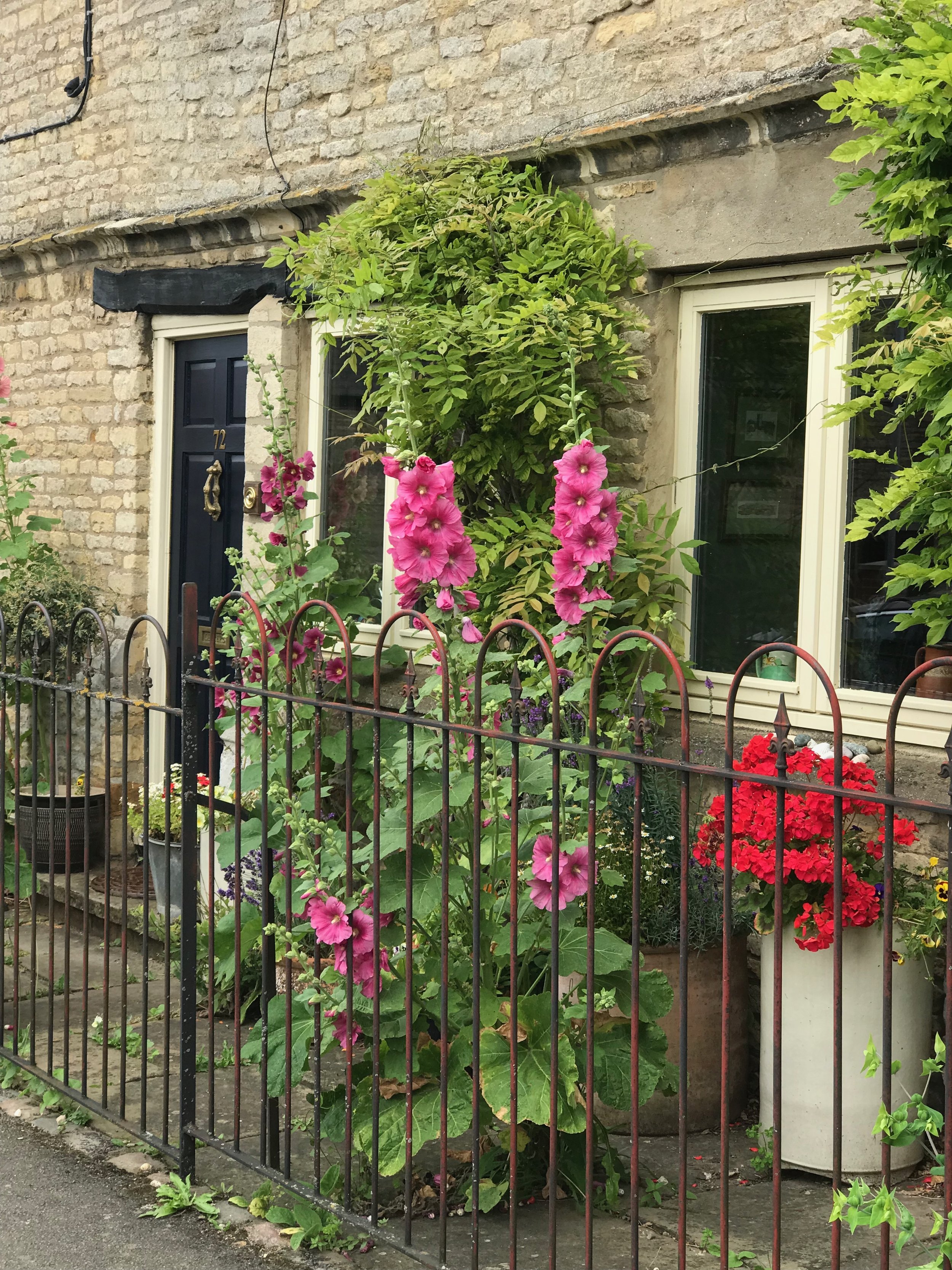 Even in the smallest garden, cracks and gaps can be a delight. Hollyhocks, Rutland.