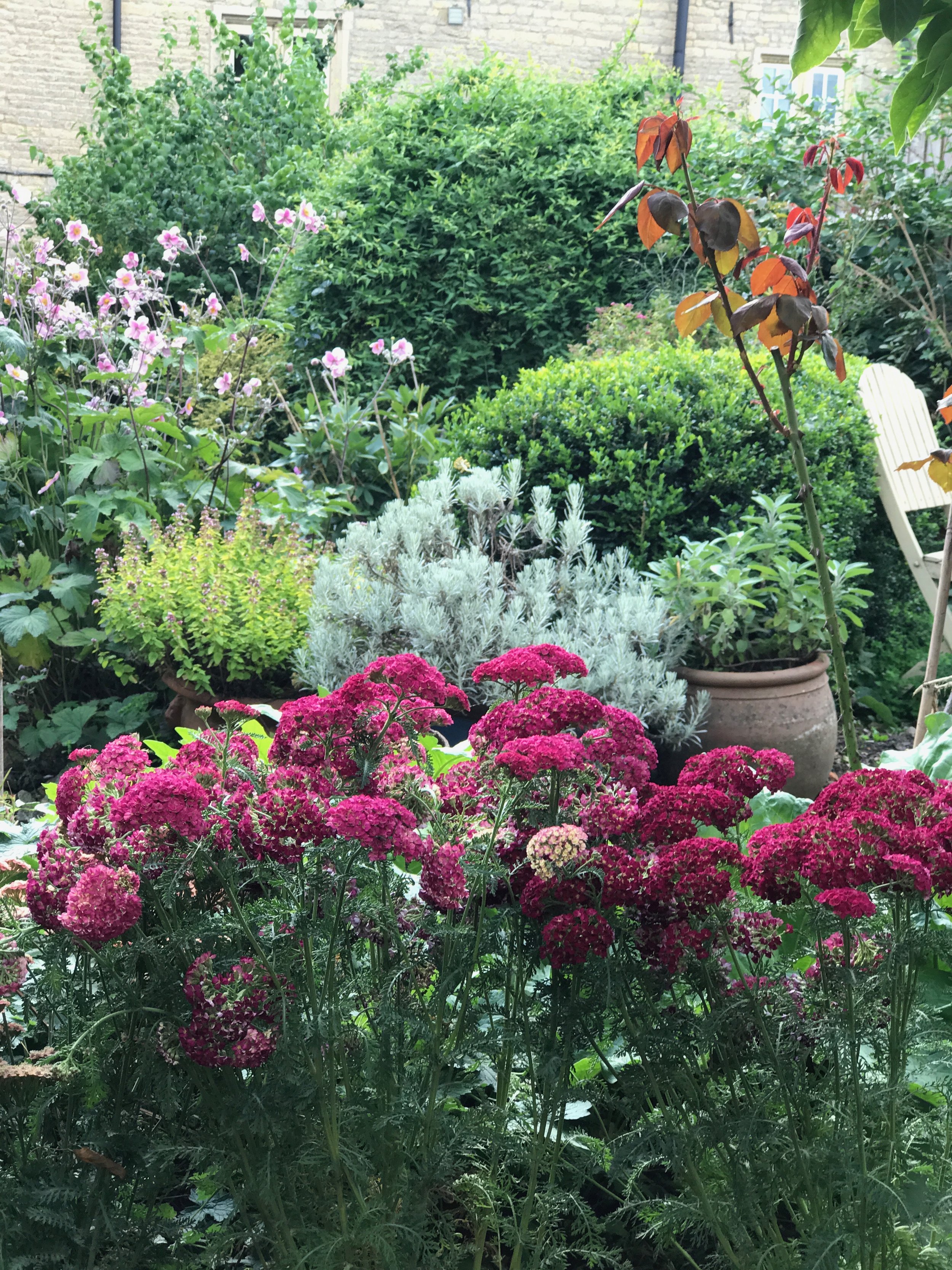 Plant scheme, cottage garden Rutland.