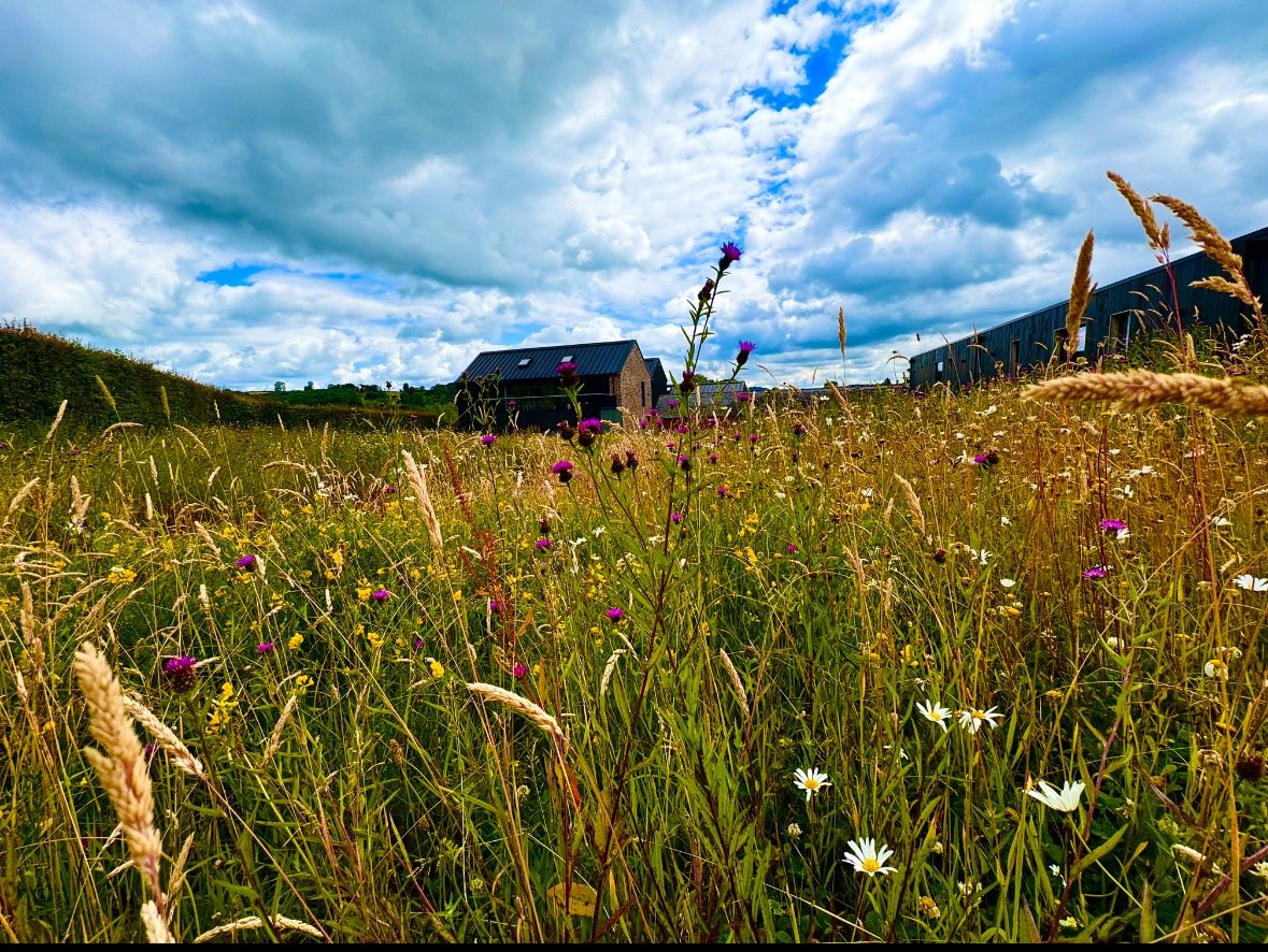 Wild flower meadow, Crumplebury estate, Herefordshire.