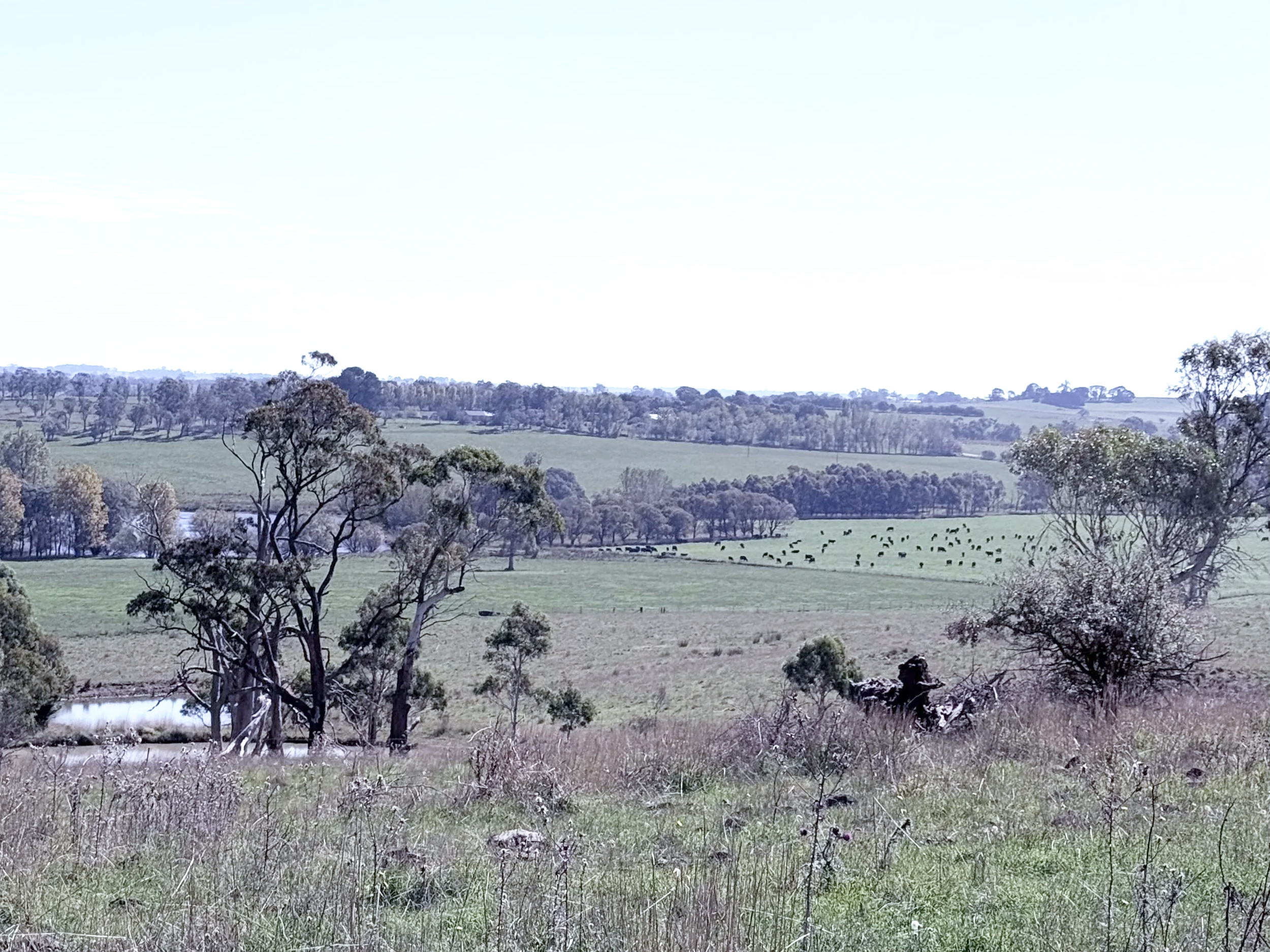 Kimbe Farm