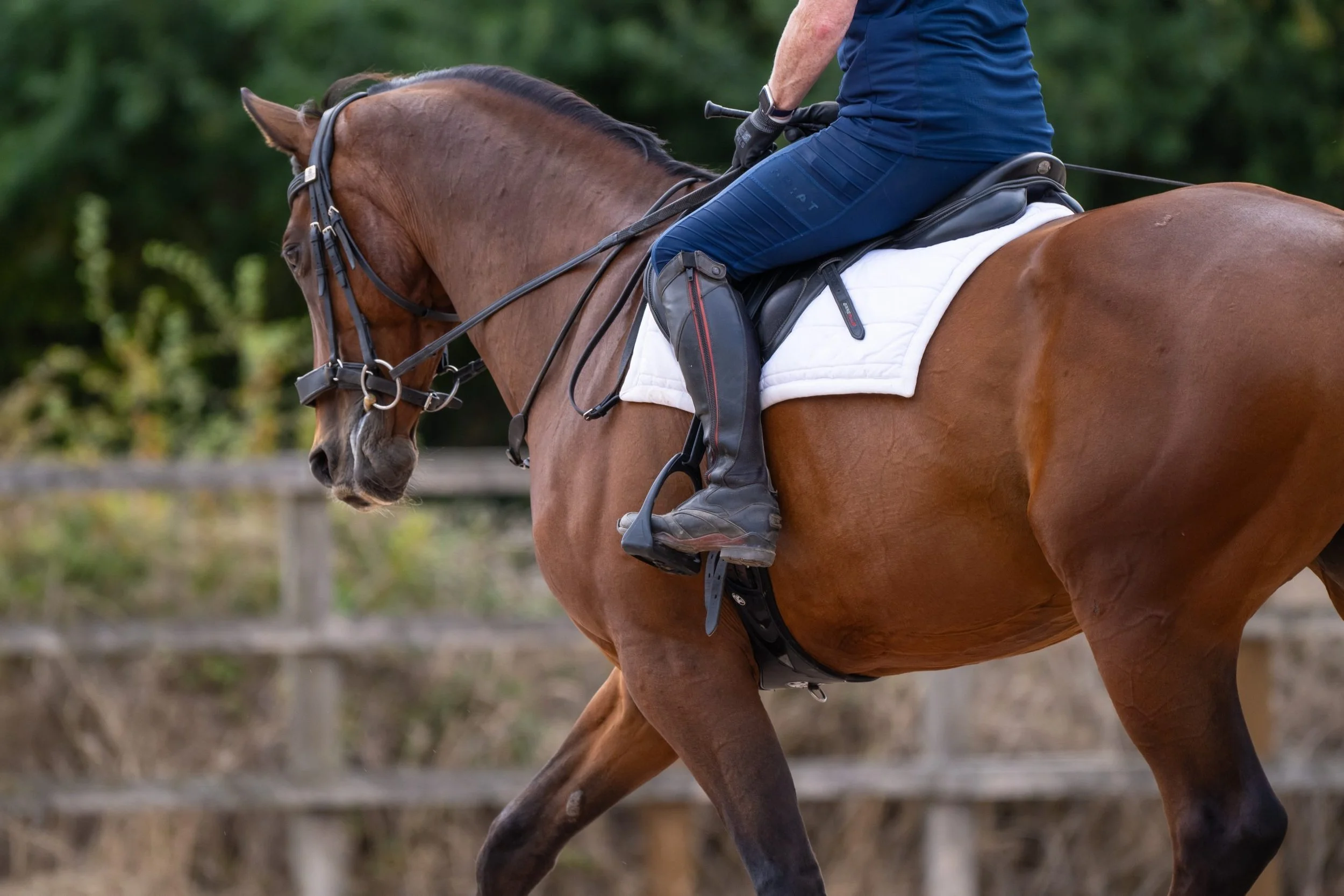 Fibre-First Feeding: Supporting Gastric Health in Horses