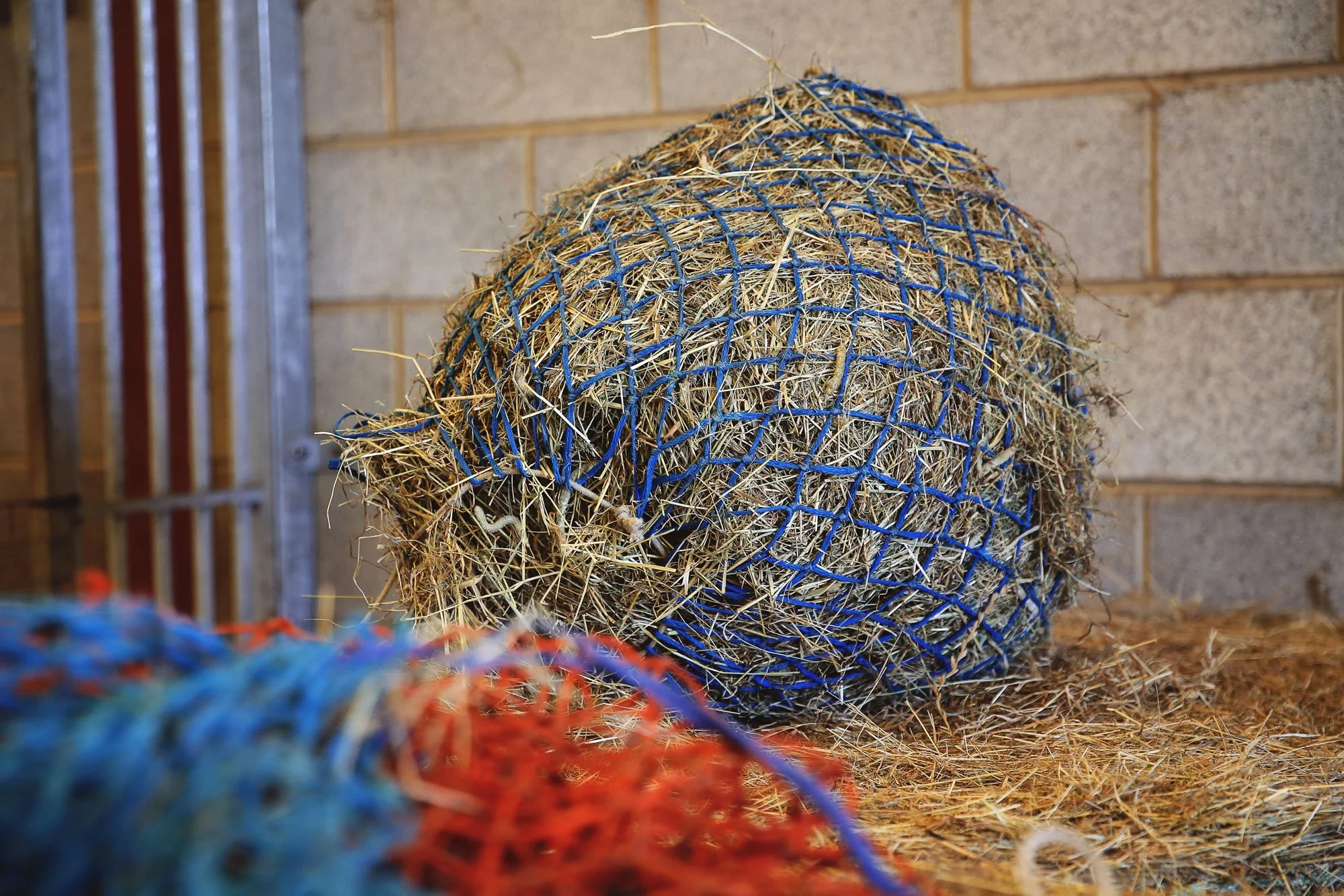 Don’t let less forage worry you - here’s how to keep your horse happy and healthy