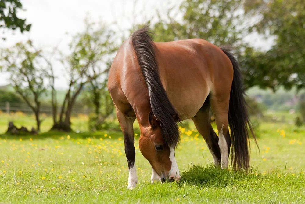 Managing Your Horse's Weight This Summer