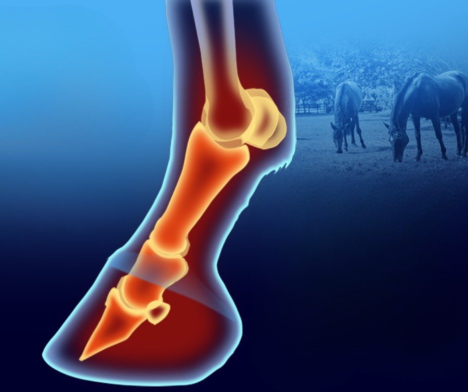 Laminitis in Horses: Latest Research, Causes & Risk Management Tips