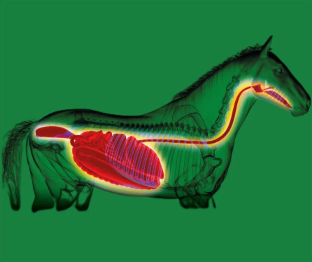 An Introduction to Gastric Ulcers in Horses: Understanding Causes, Signs and How to maintain Gastric Health