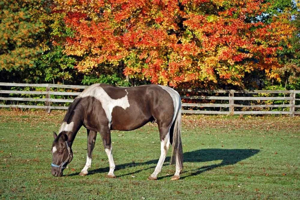 BHF Nutrition - Autumn Laminitis