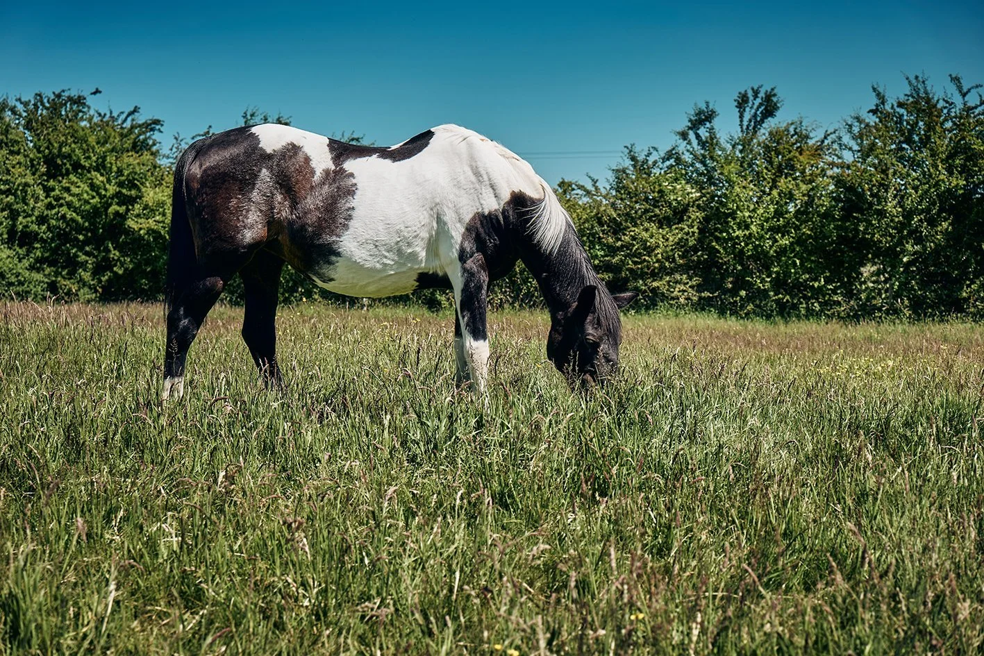 Laminitis in Horses