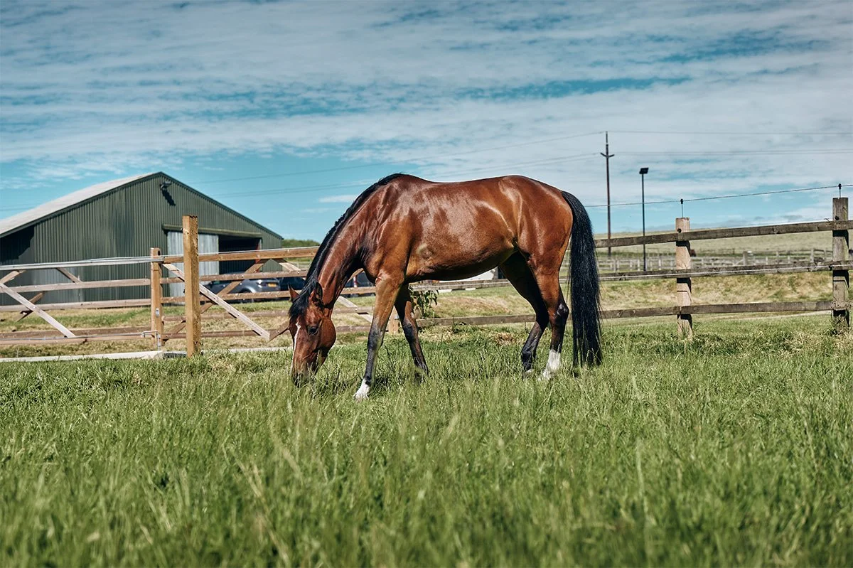 Understanding the Horse's Digestive System: Why Gut Health Matters