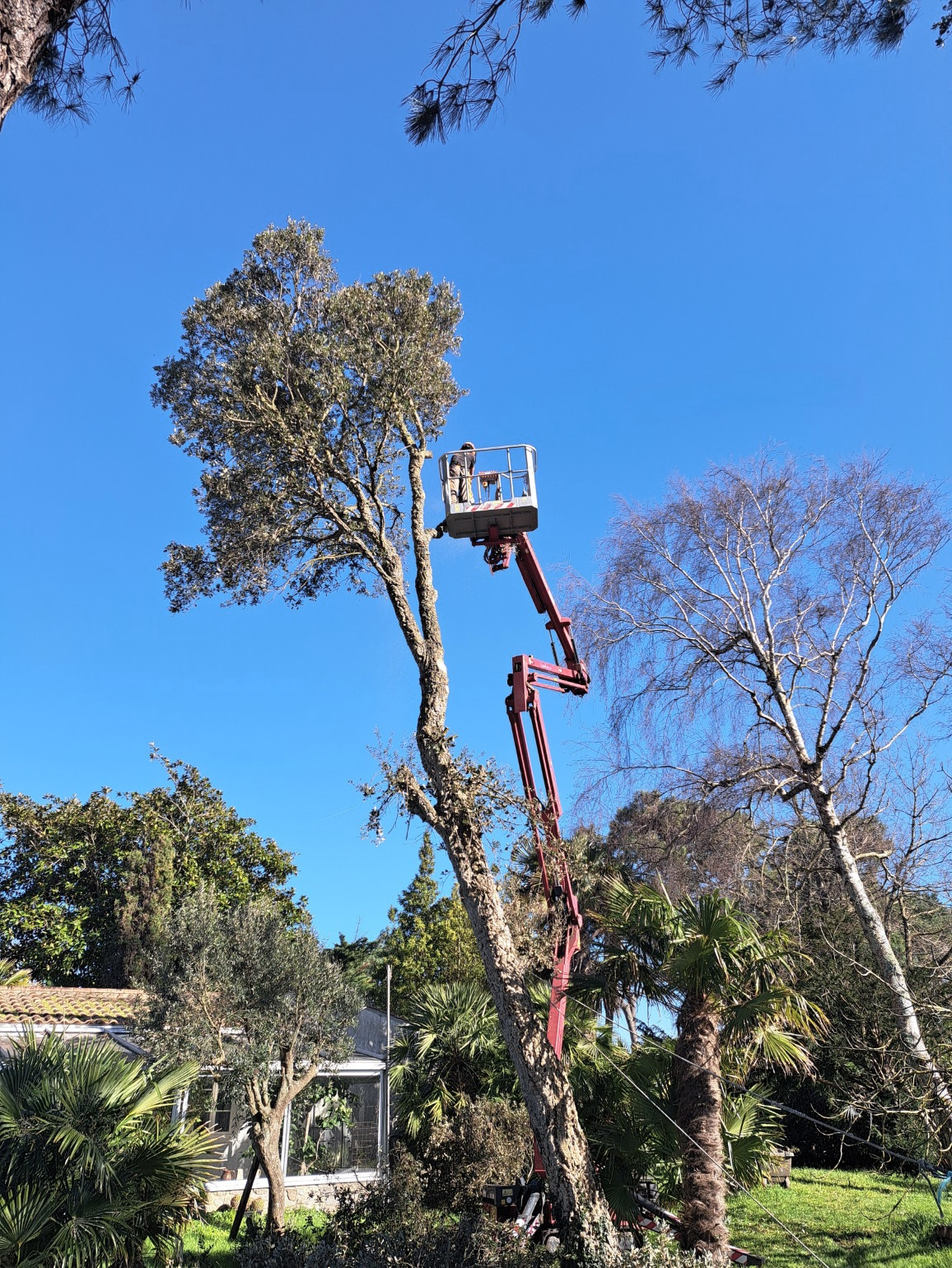 ÉLAGAGE D’UN CHÊNE-LIÈGE •
le Vieil, Noirmoutier