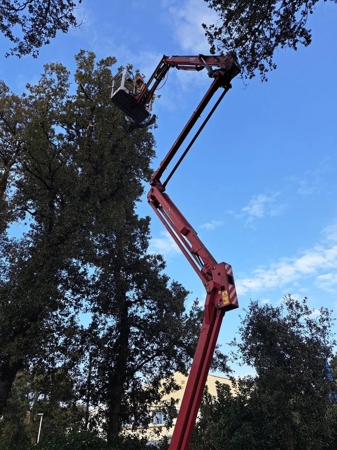 ÉLAGAGE D’UN CHÊNE •
Noirmoutier