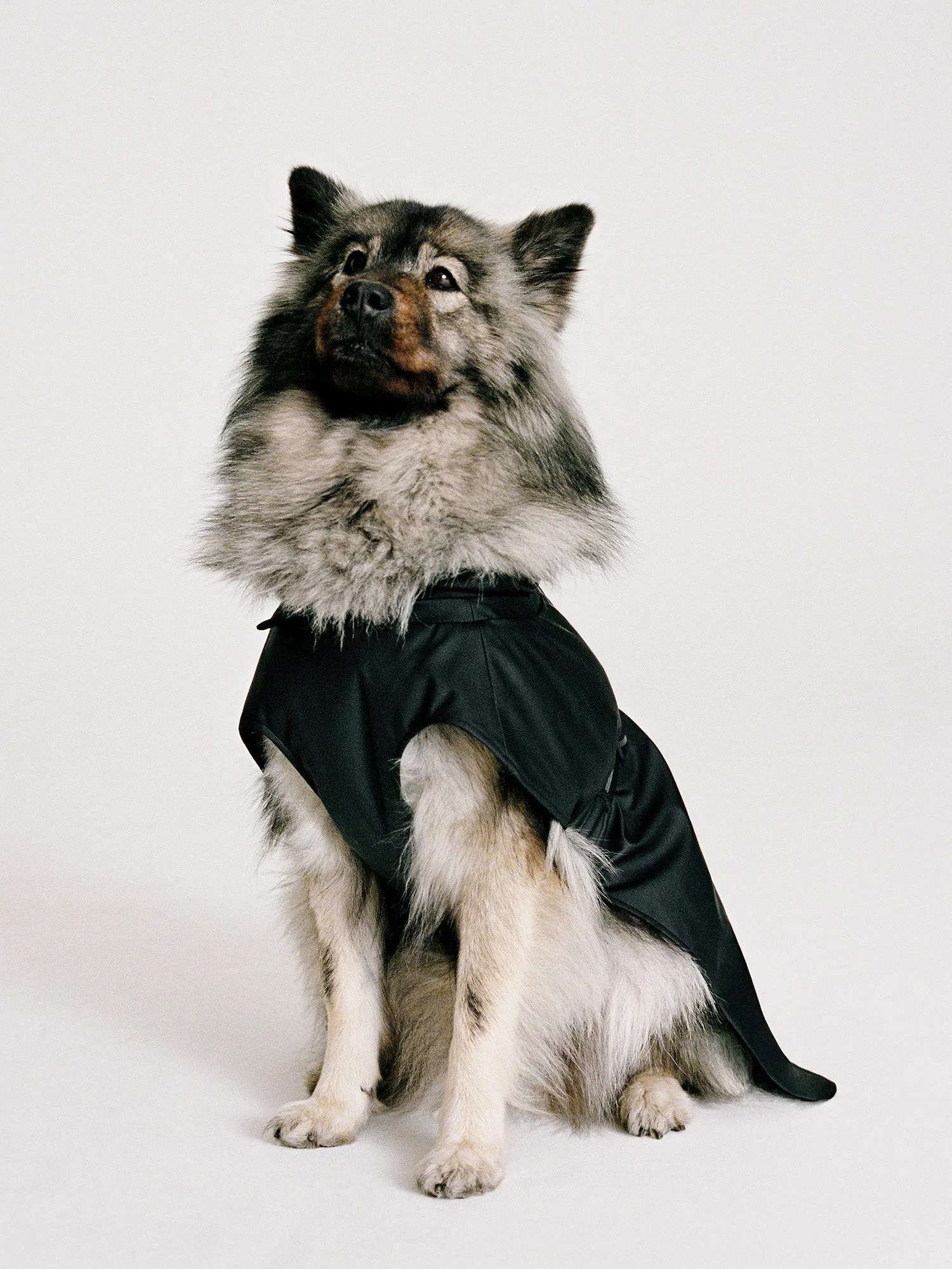 Lucia Garcia Rey _ ARKET dogs _051.jpg