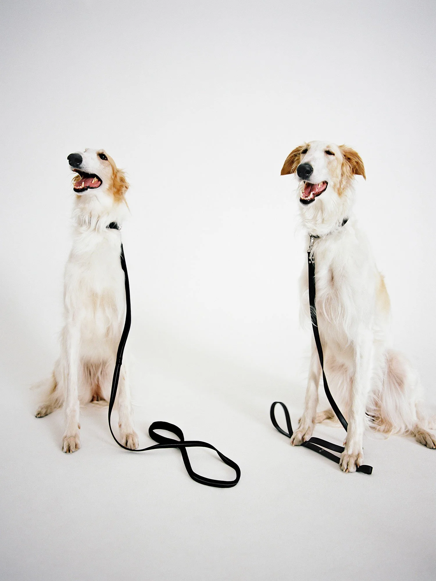 Lucia Garcia Rey _ ARKET dogs _062.jpg