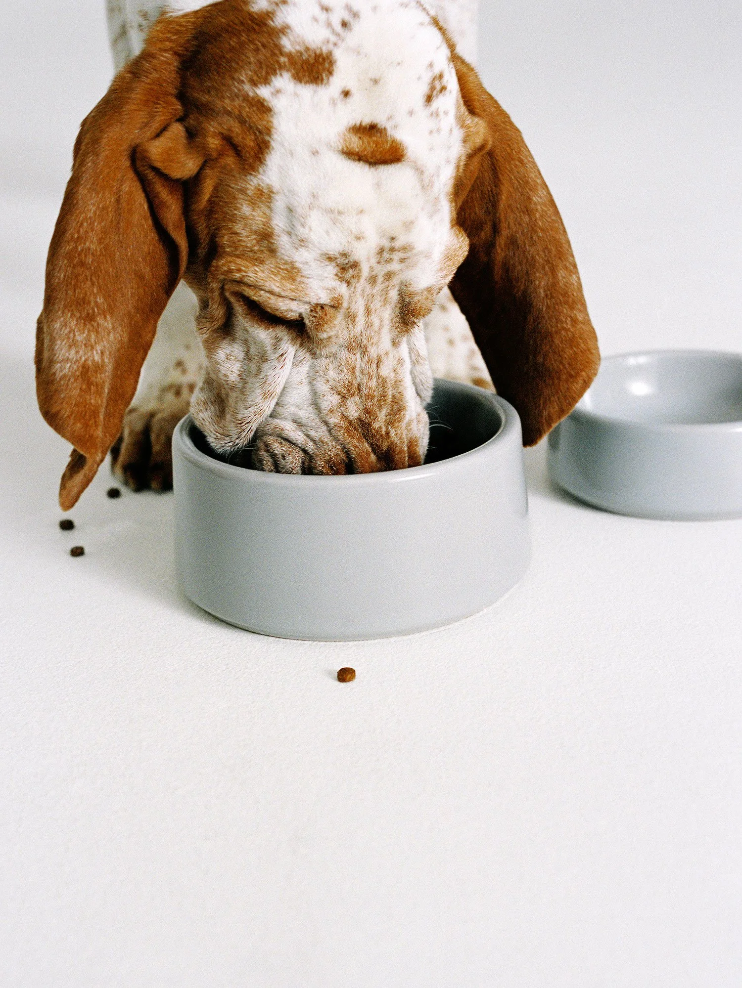 Lucia Garcia Rey _ ARKET dogs _046.jpg