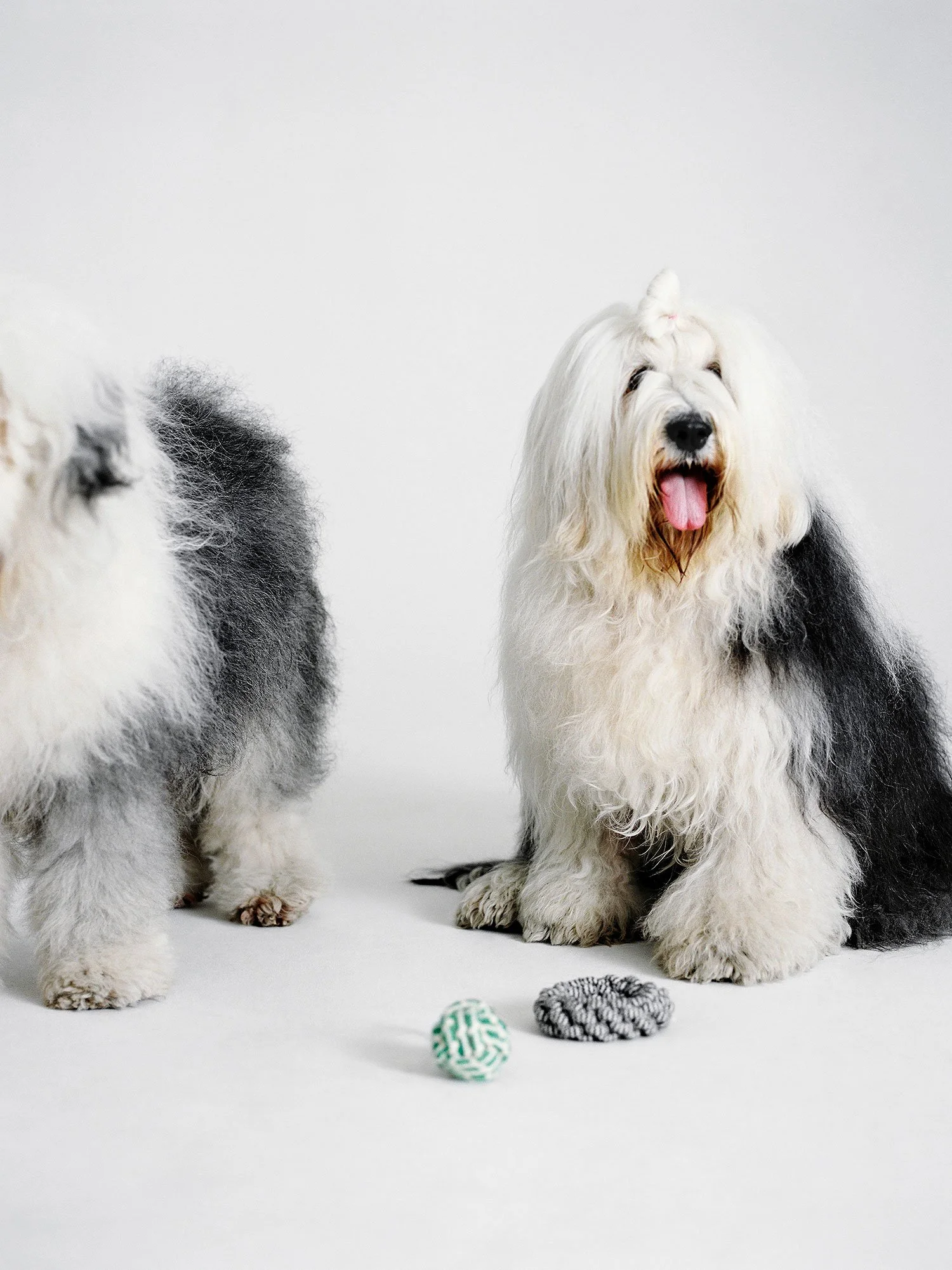 Lucia Garcia Rey _ ARKET dogs _055.jpg