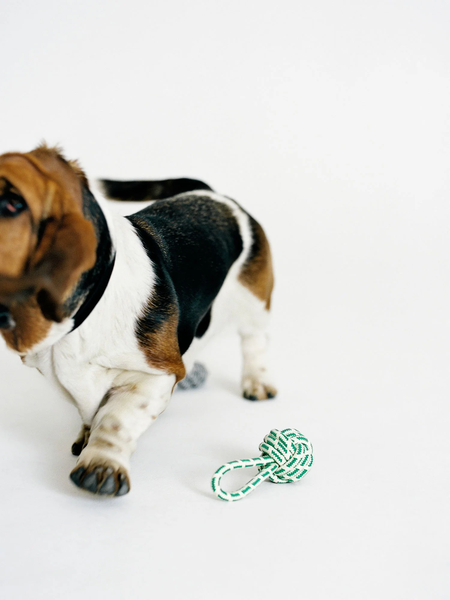 Lucia Garcia Rey _ ARKET dogs _054.jpg