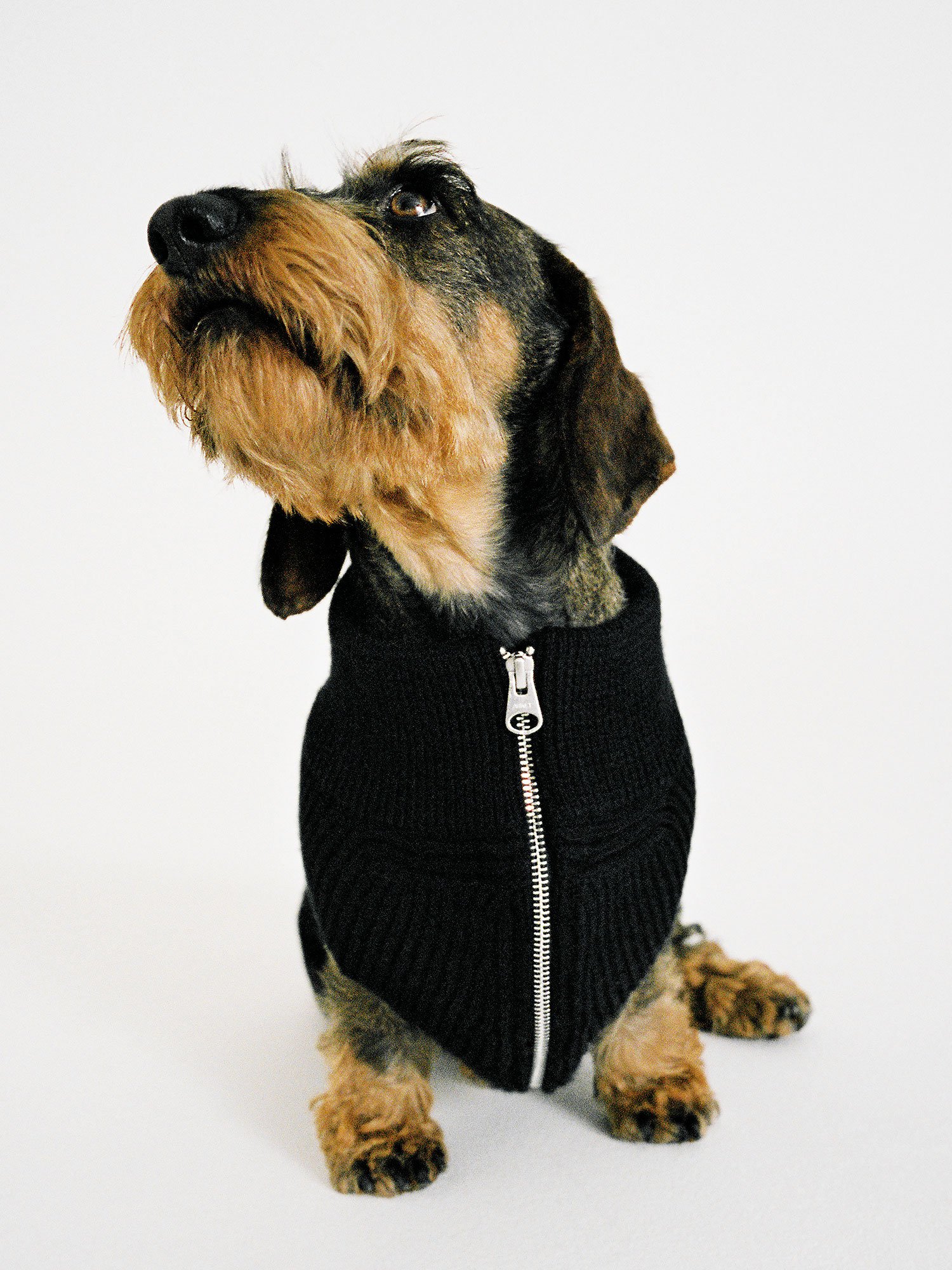 Lucia Garcia Rey _ ARKET dogs _050.jpg