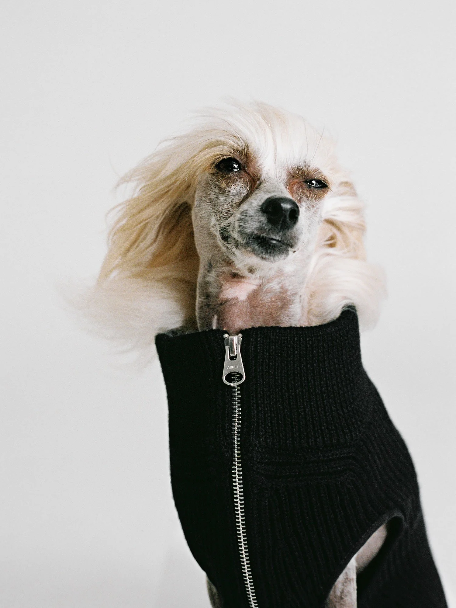 Lucia Garcia Rey _ ARKET dogs _049.jpg