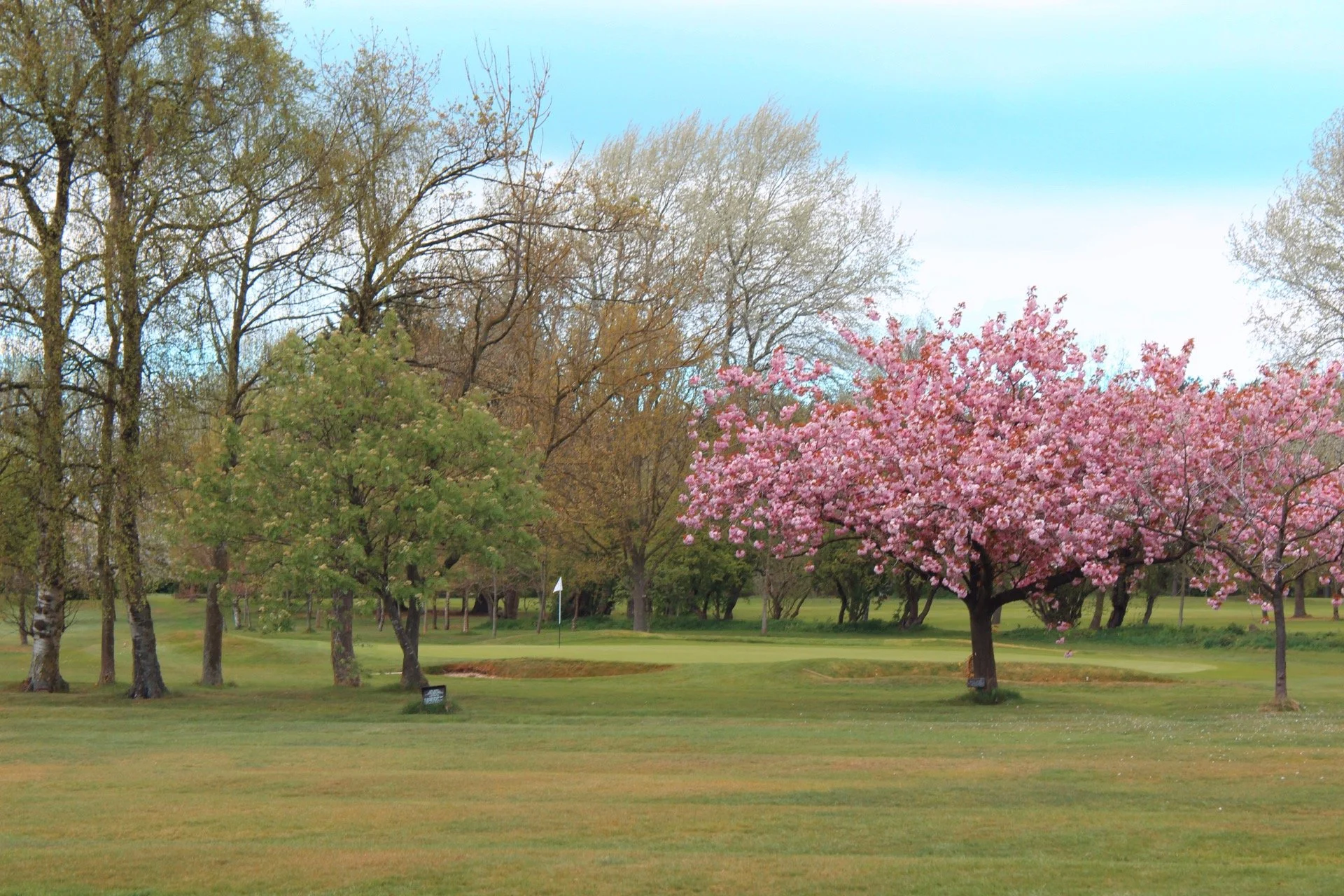 A golf course with several trees, including one with pink blossoms, and a flag marking a hole. The grass is green and well-maintained, with a clear sky overhead.