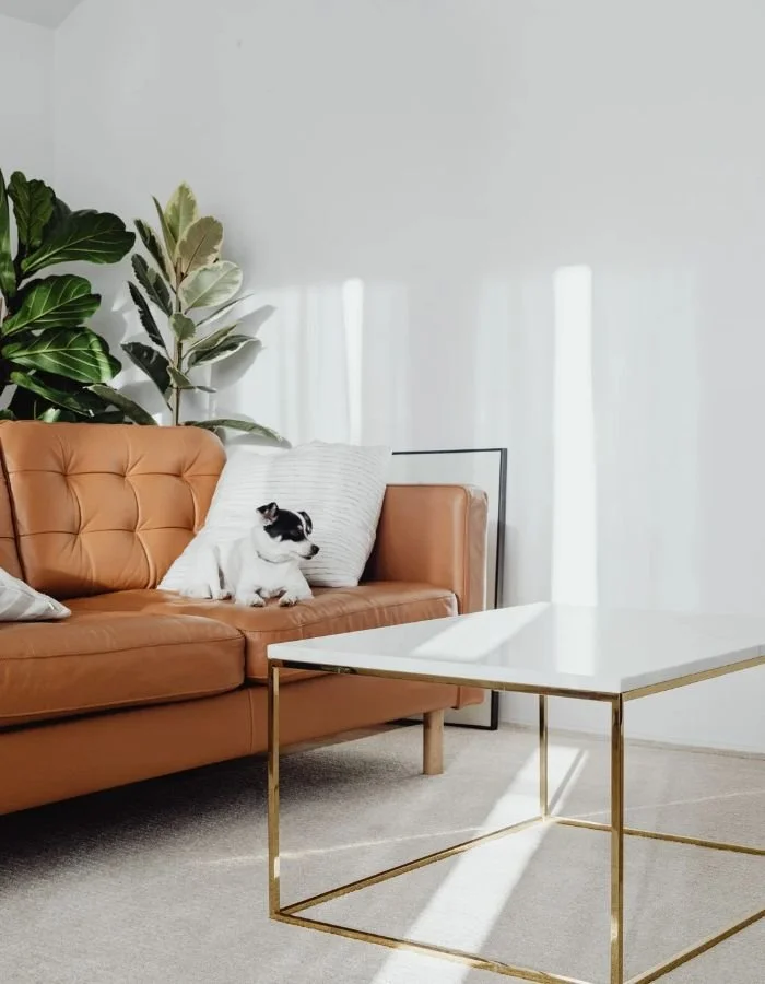 A small black and white puppy sitting on a tan leather sofa next to a white pillow, with green potted plants nearby, in a bright living room with natural light and white curtains, and a white marble coffee table with gold legs in front.