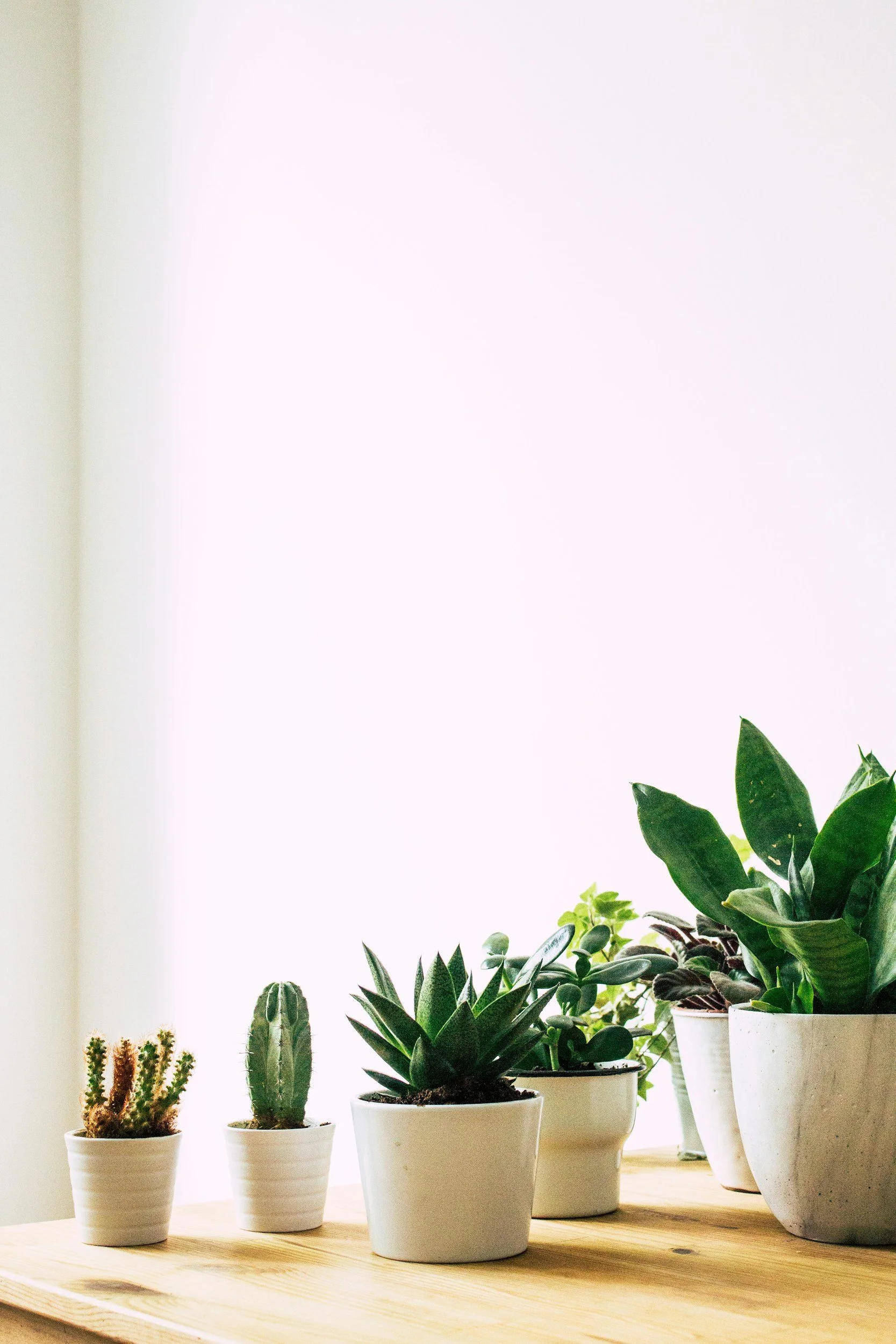Potted succulents and cacti arranged on a wooden surface near a bright window