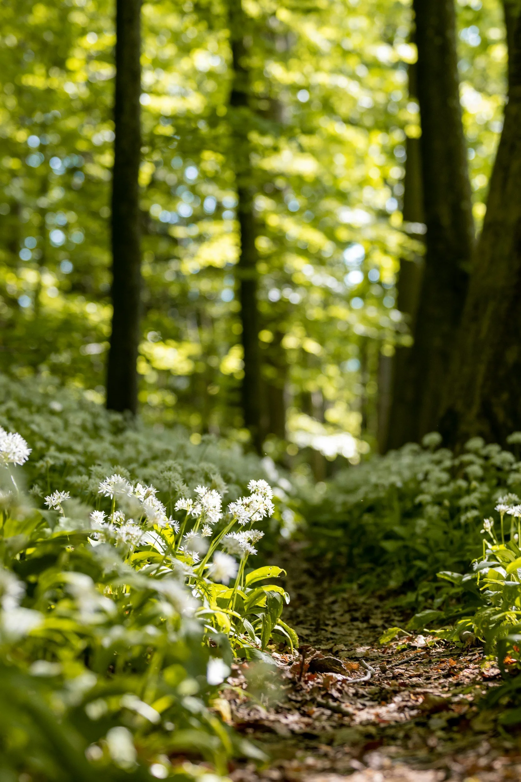 A woodland path lined with green foliage and white wildflowers, with sunlight filtering through the trees in an uplifting, peaceful scene.
