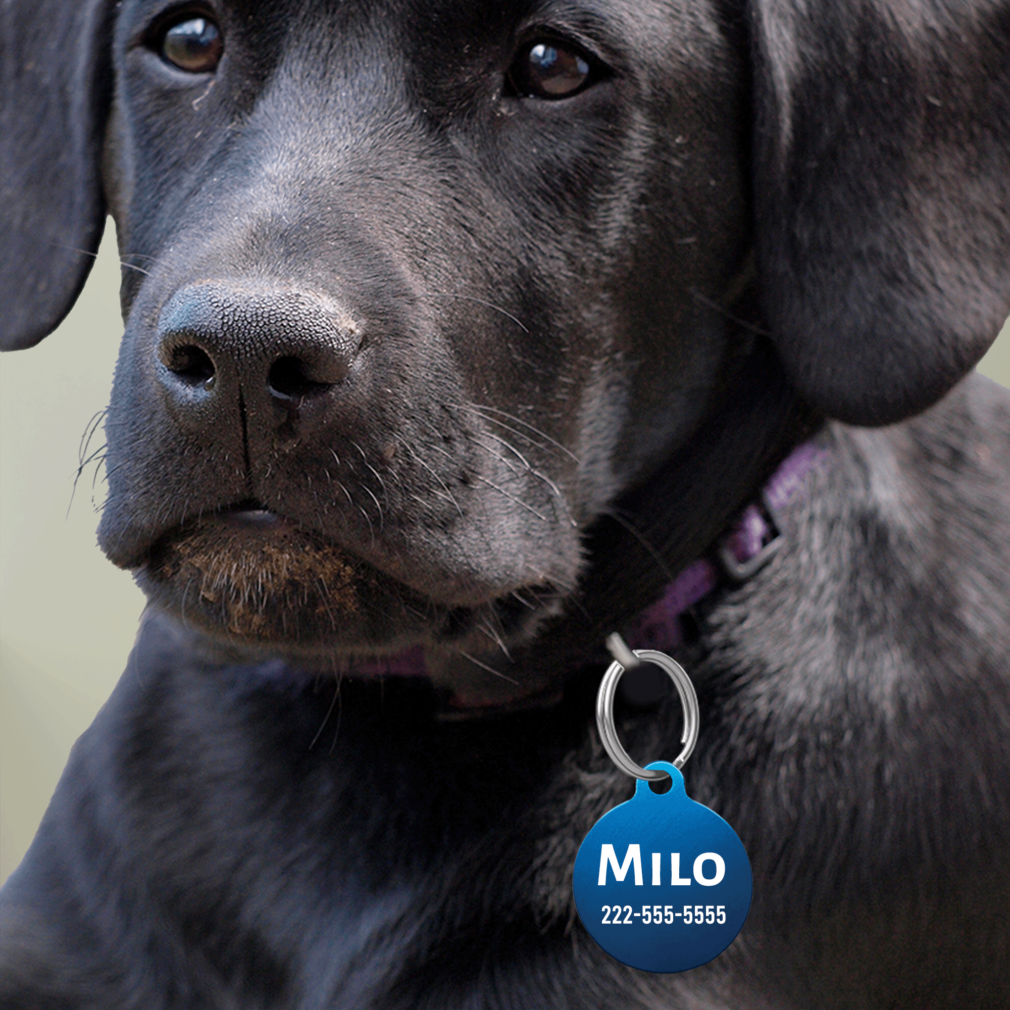 Engraved Pet Tag — Custom Name & Phone ID