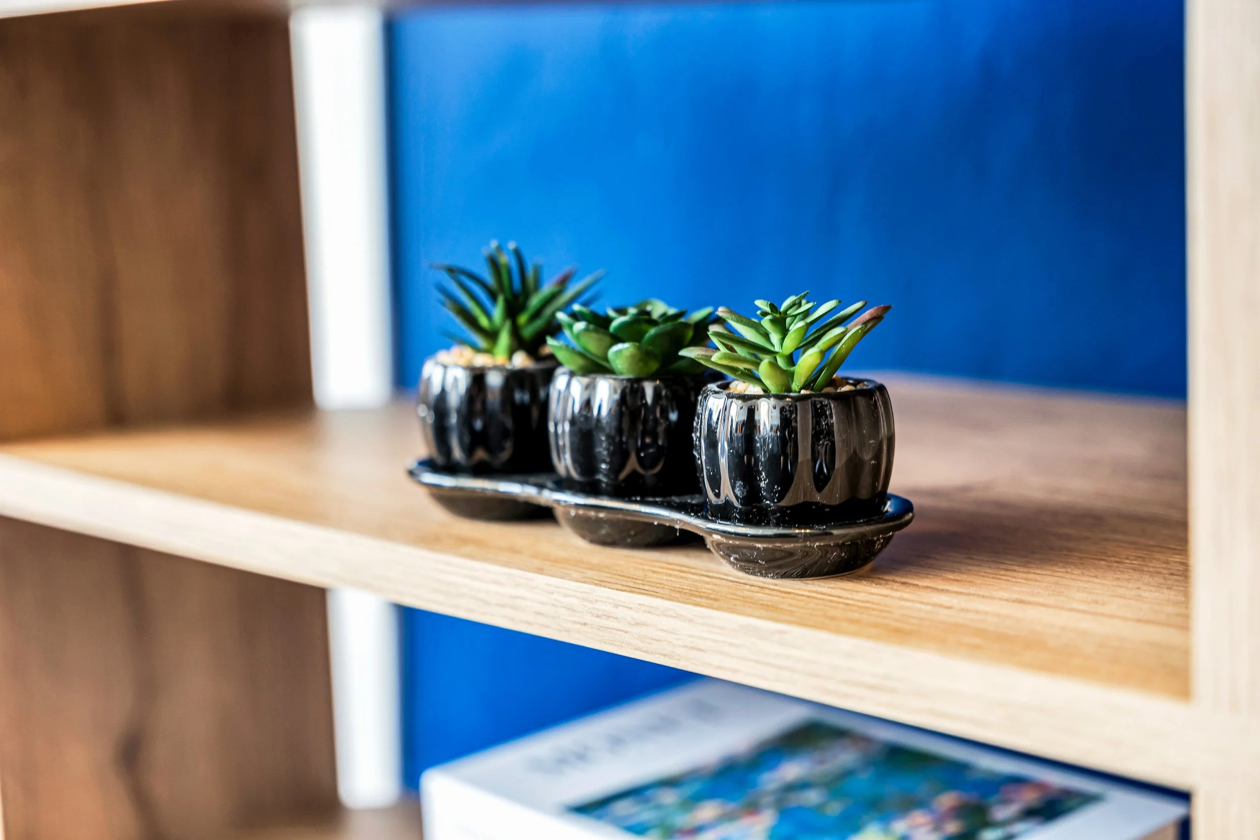 Three small succulent plants in black ceramic pots on a black tray on a wooden shelf