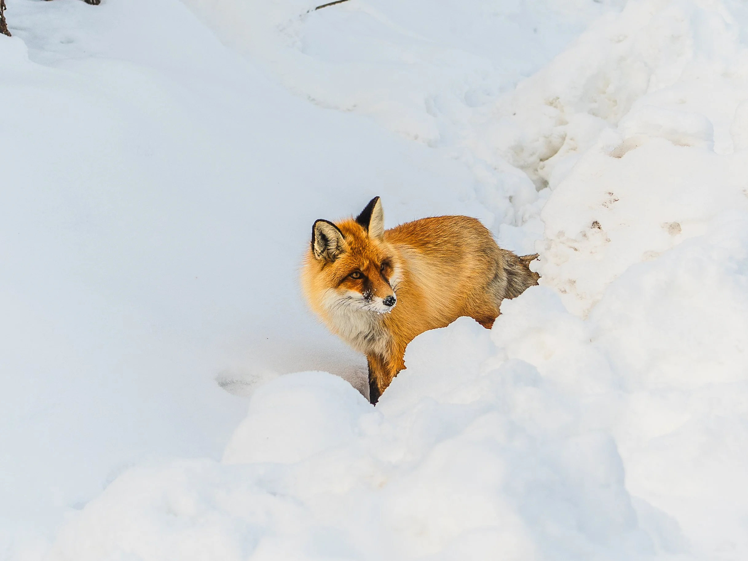_A7C4706_fullres.jpg
